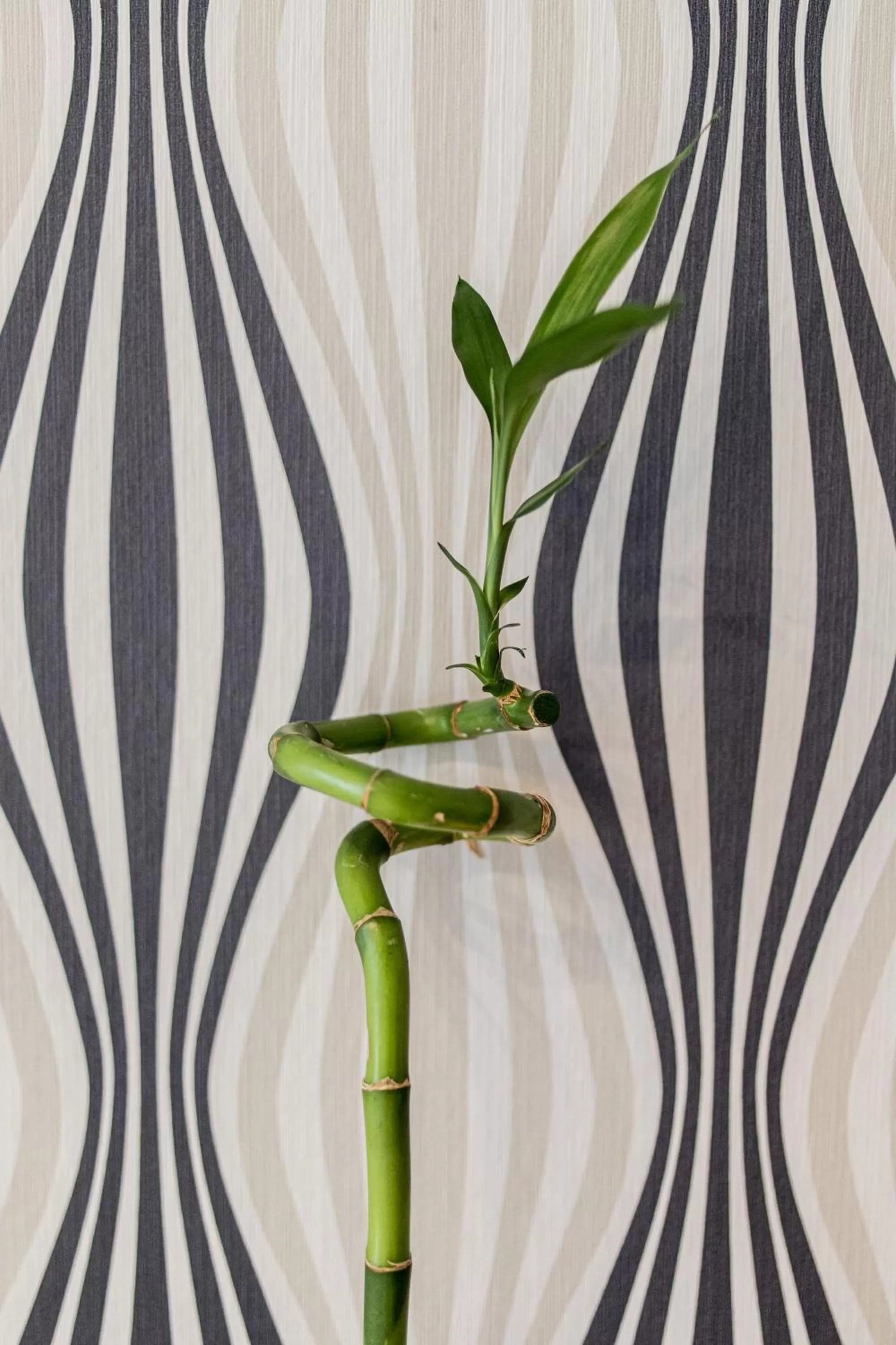 Decorative detail in Best Western Plus Celebrity Suites