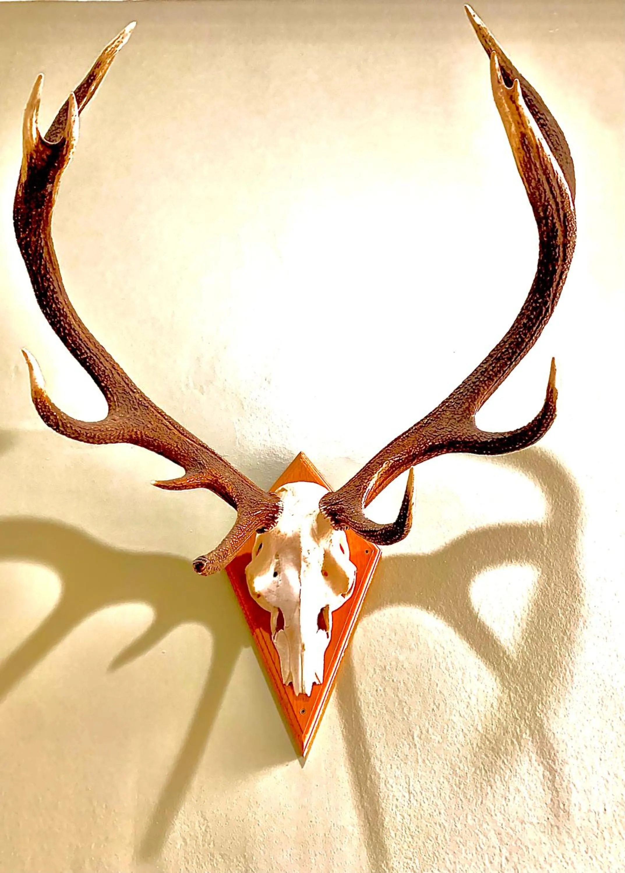 The Capon Tree Town House