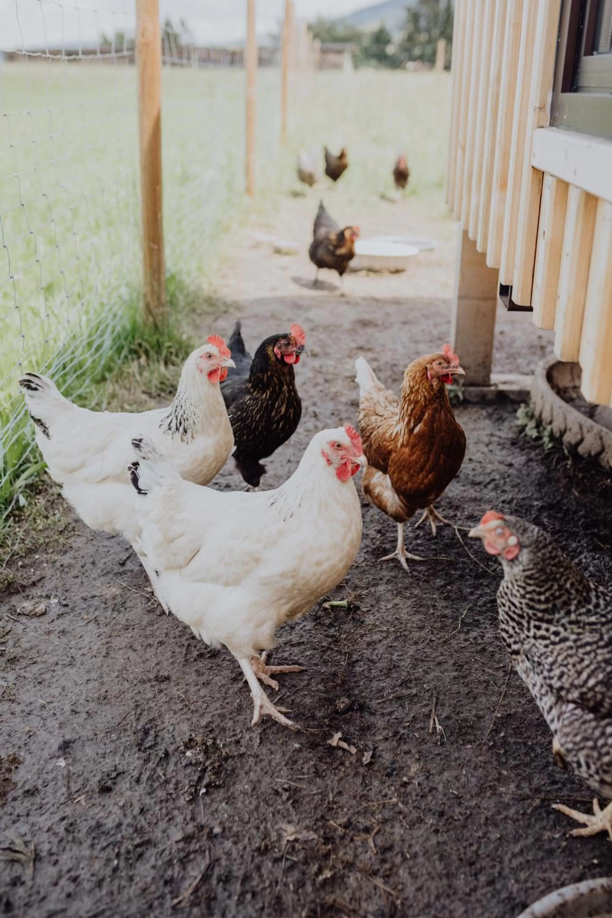 Animals, Other Animals in Panorama Hotel Gasthof Leidingerhof