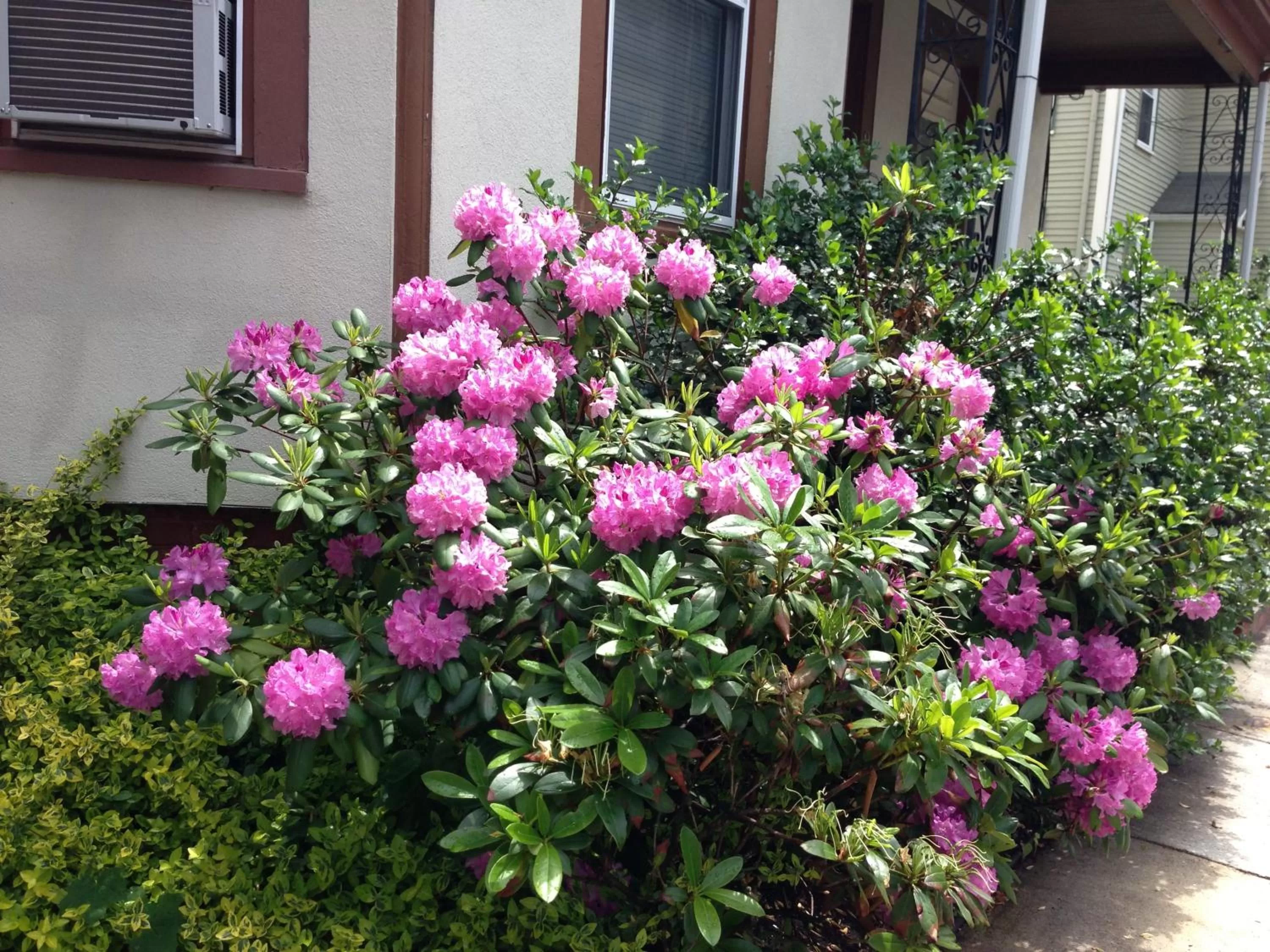 Garden in Bowers House Bed and Breakfast