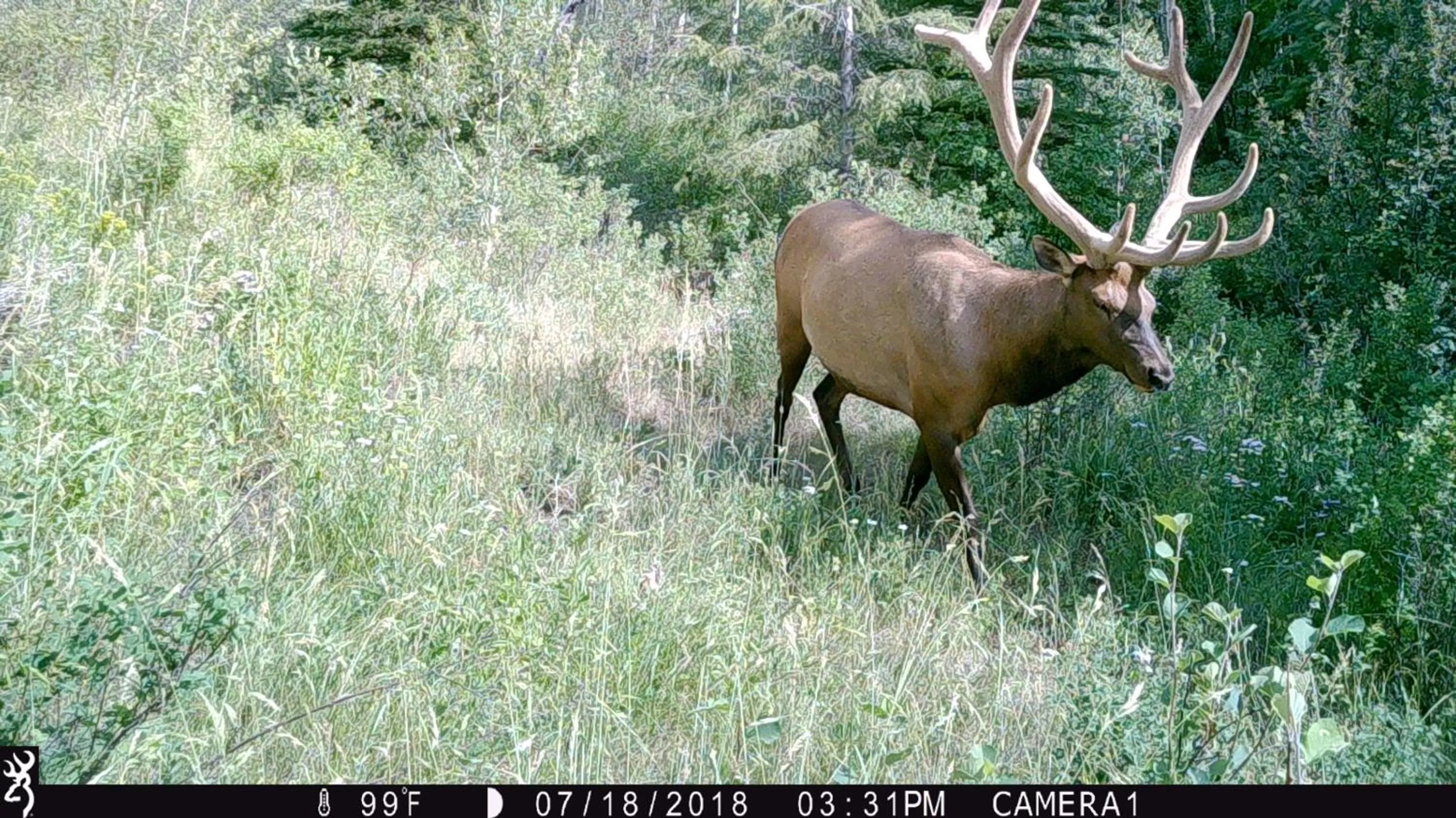 Animals in Antlers Lodge
