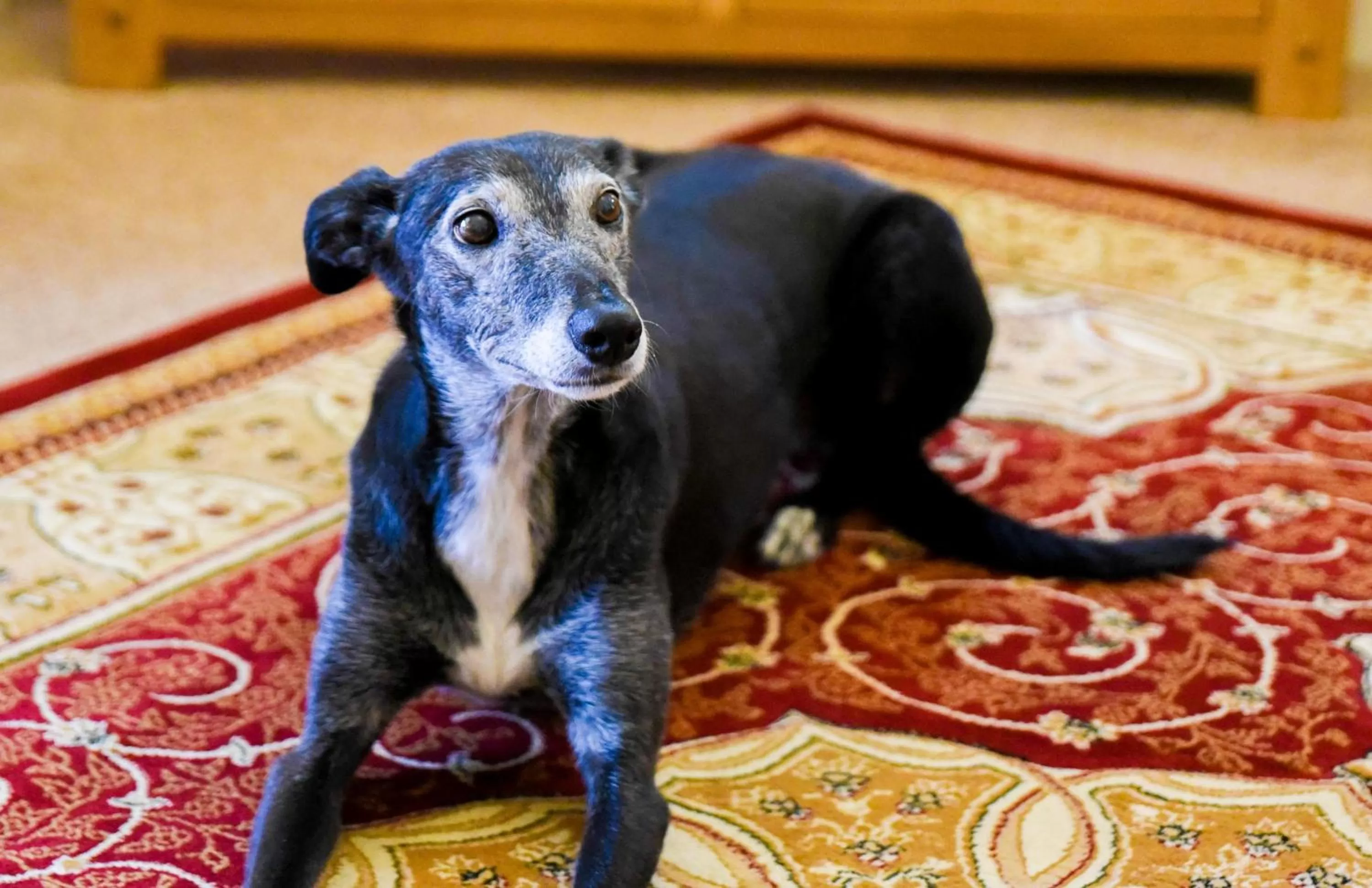 Pets in Grange Bank House