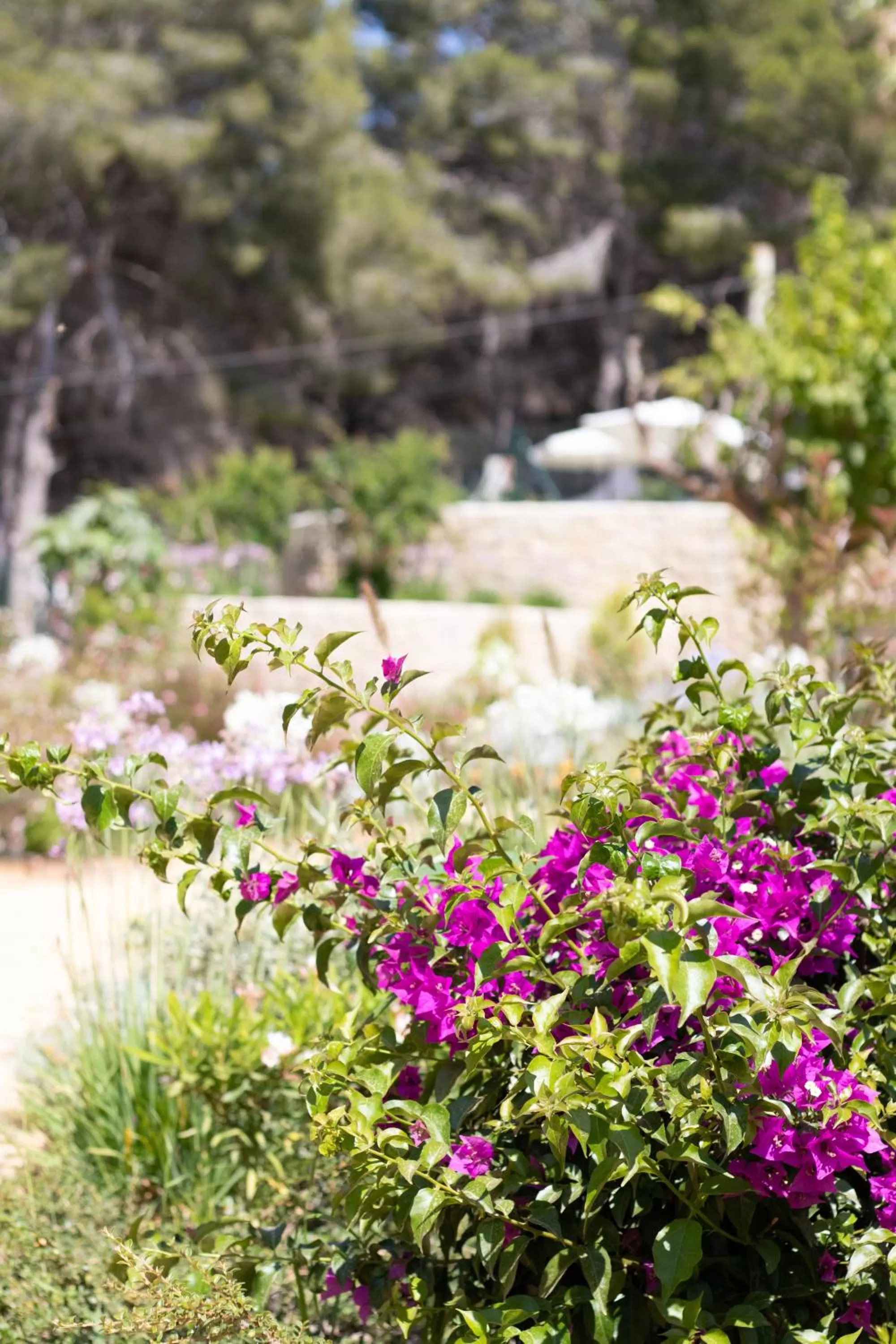 Garden in Hotel Serawa Moraira