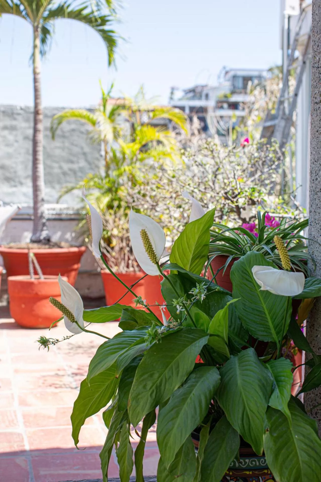 Garden in Casitas Miramar Puerto Vallarta Malecón