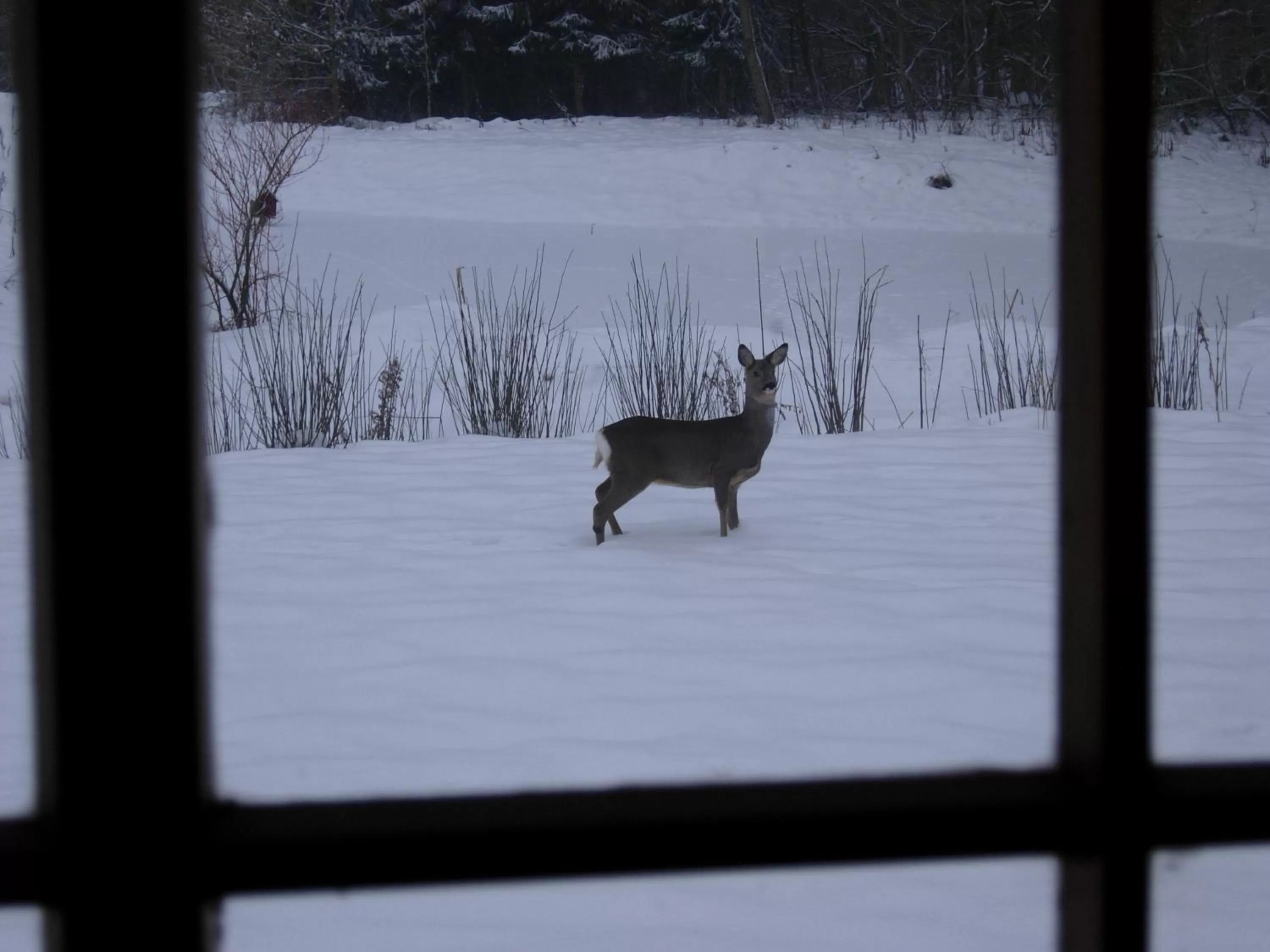Winter in Heddahgaarden