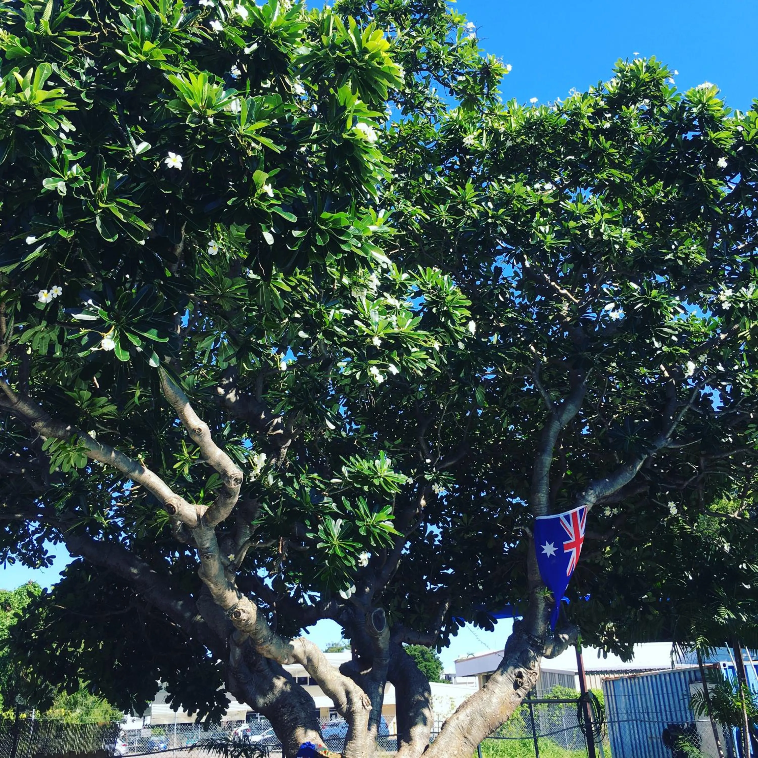 Garden view in Darwin Hostel