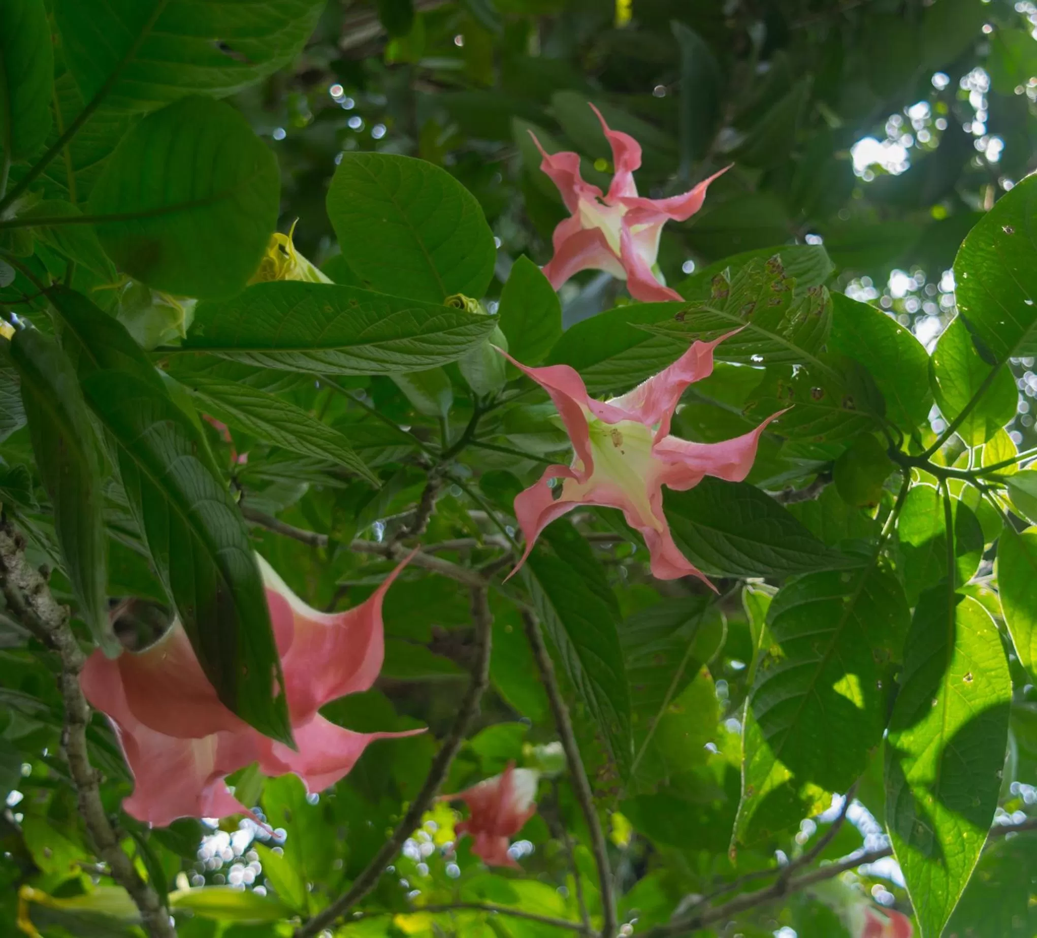 Garden in Hotel Kokoro Mineral Hot Springs