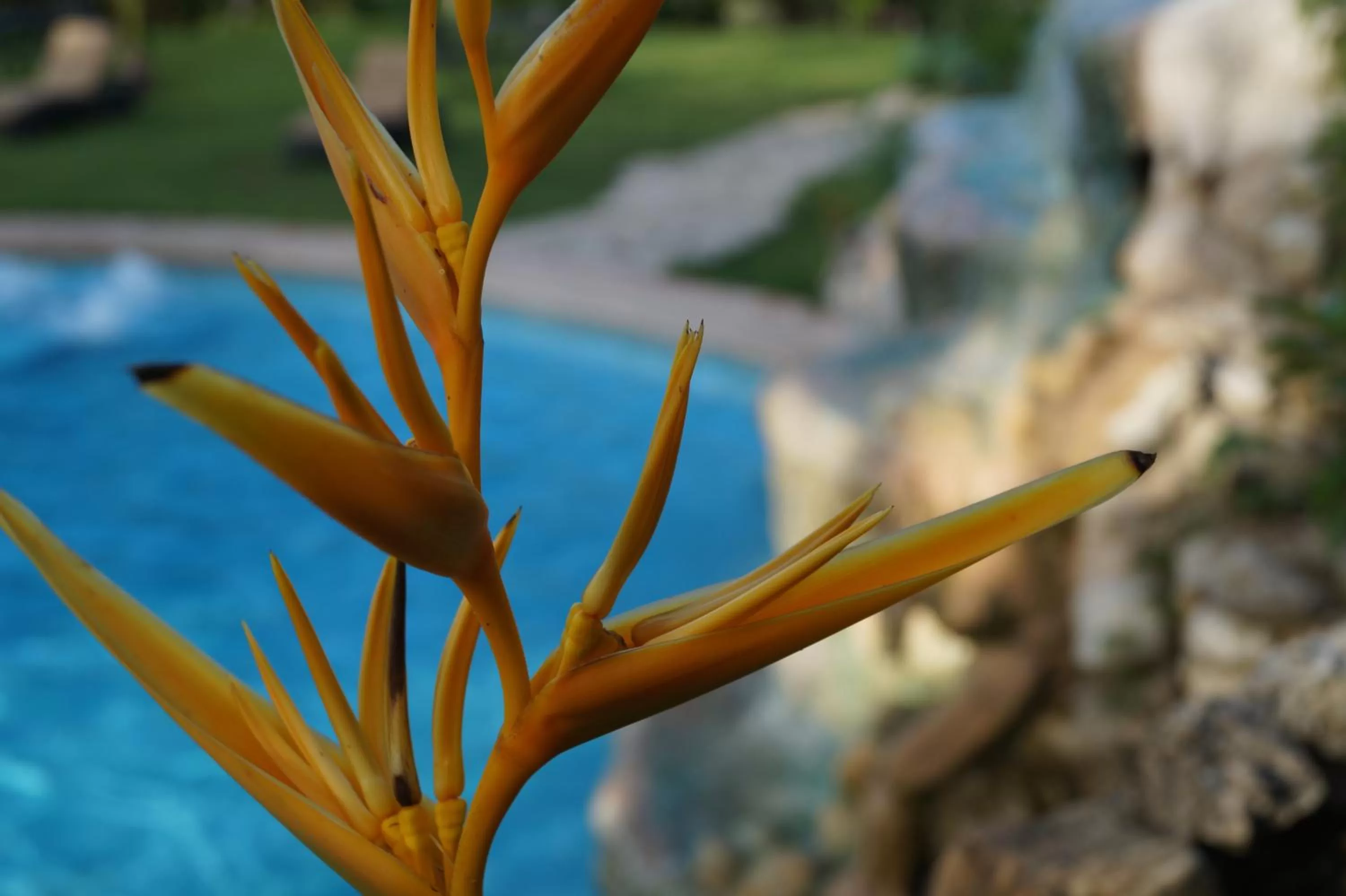 Garden view in Hotel La Aldea del Halach Huinic