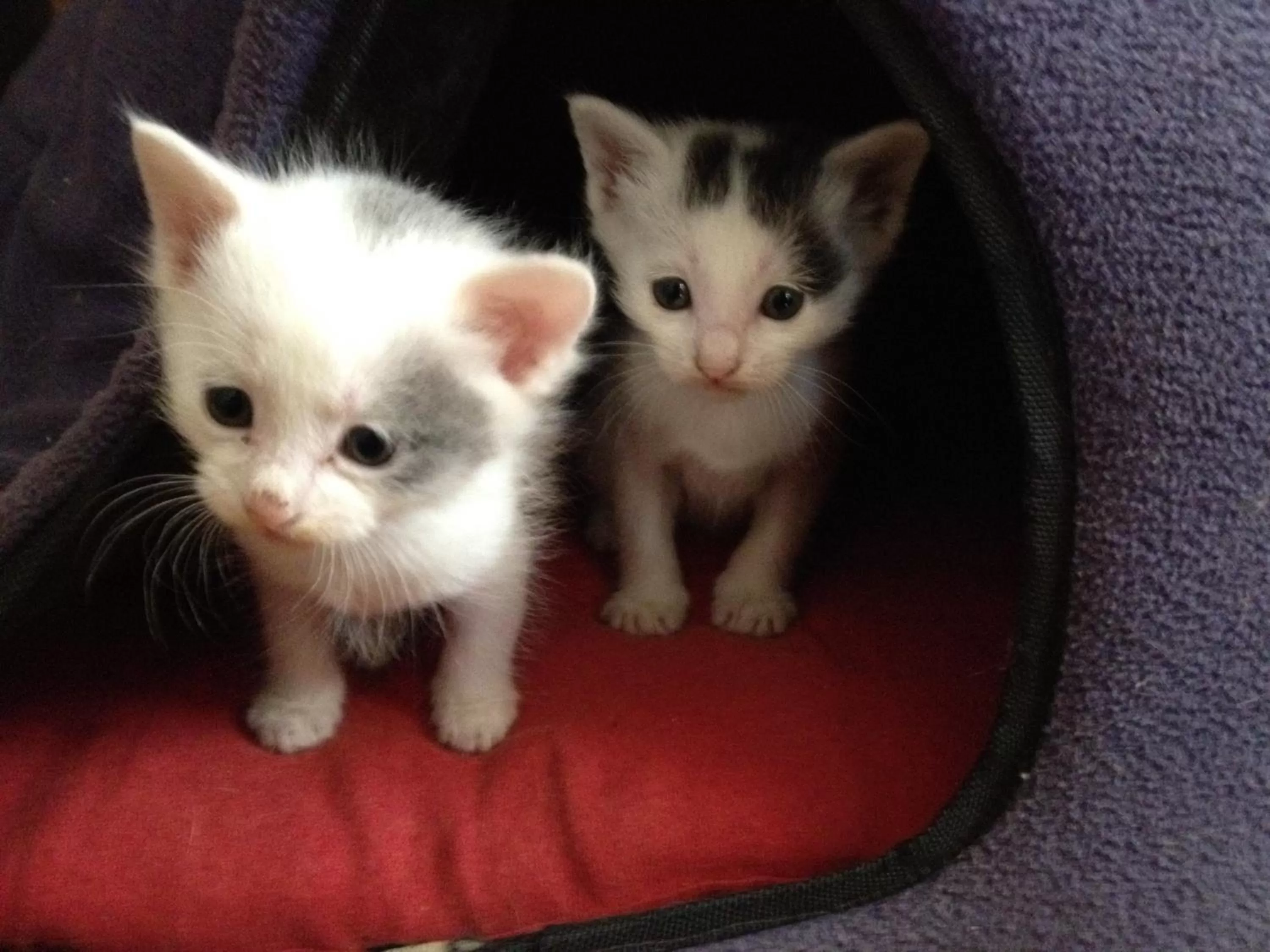 Pets in The Lily Pad Inn