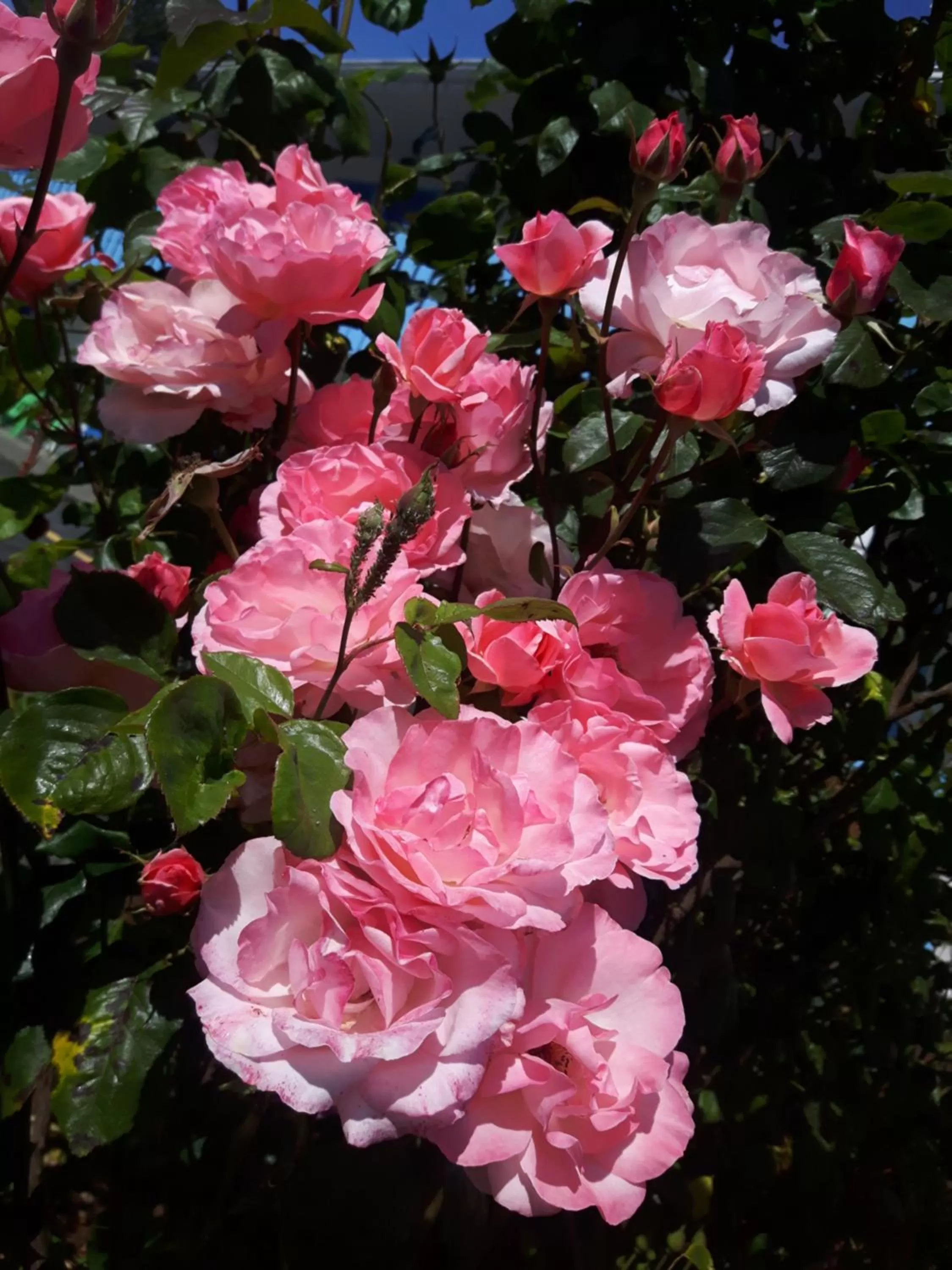 Garden in Fuller Lake Chemainus Motel