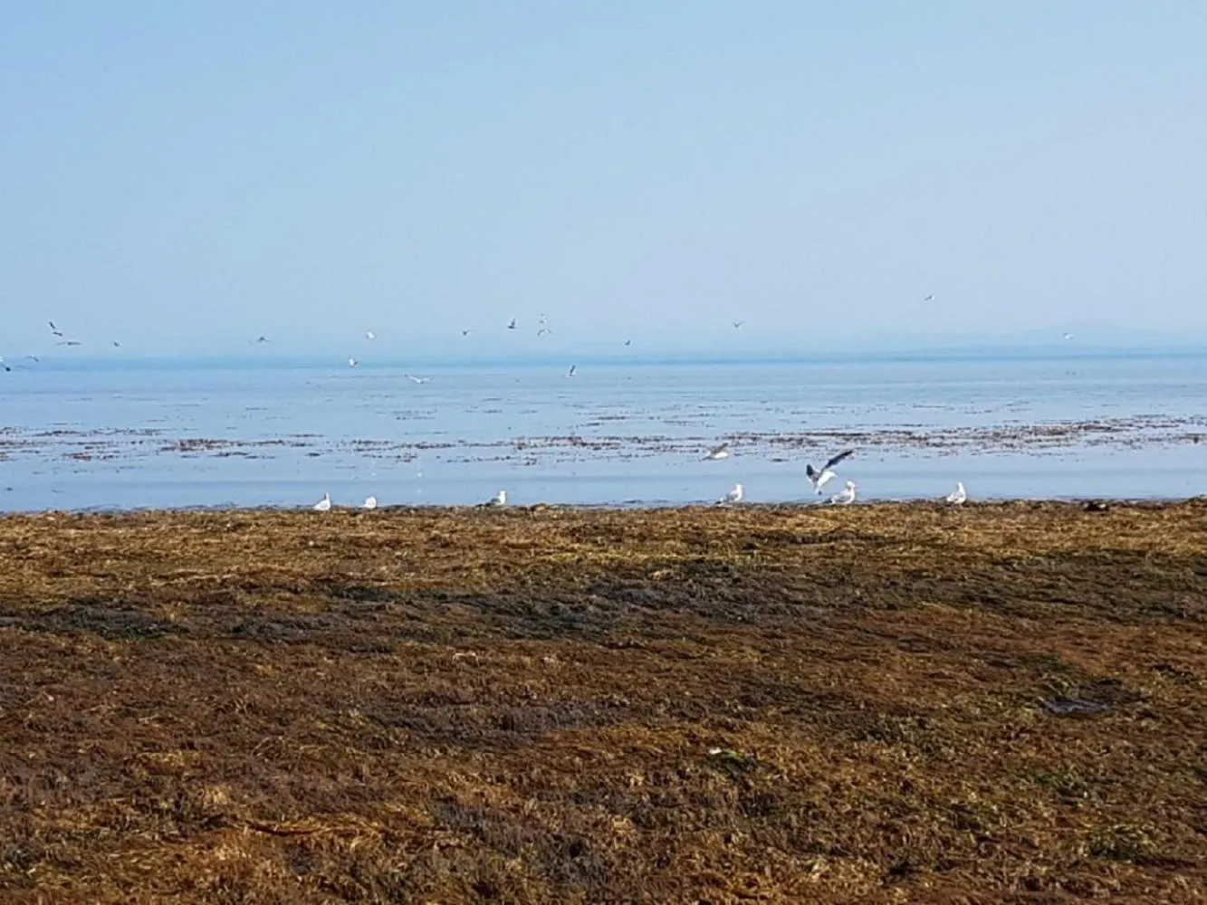 Natural landscape, Beach in Airport Inn