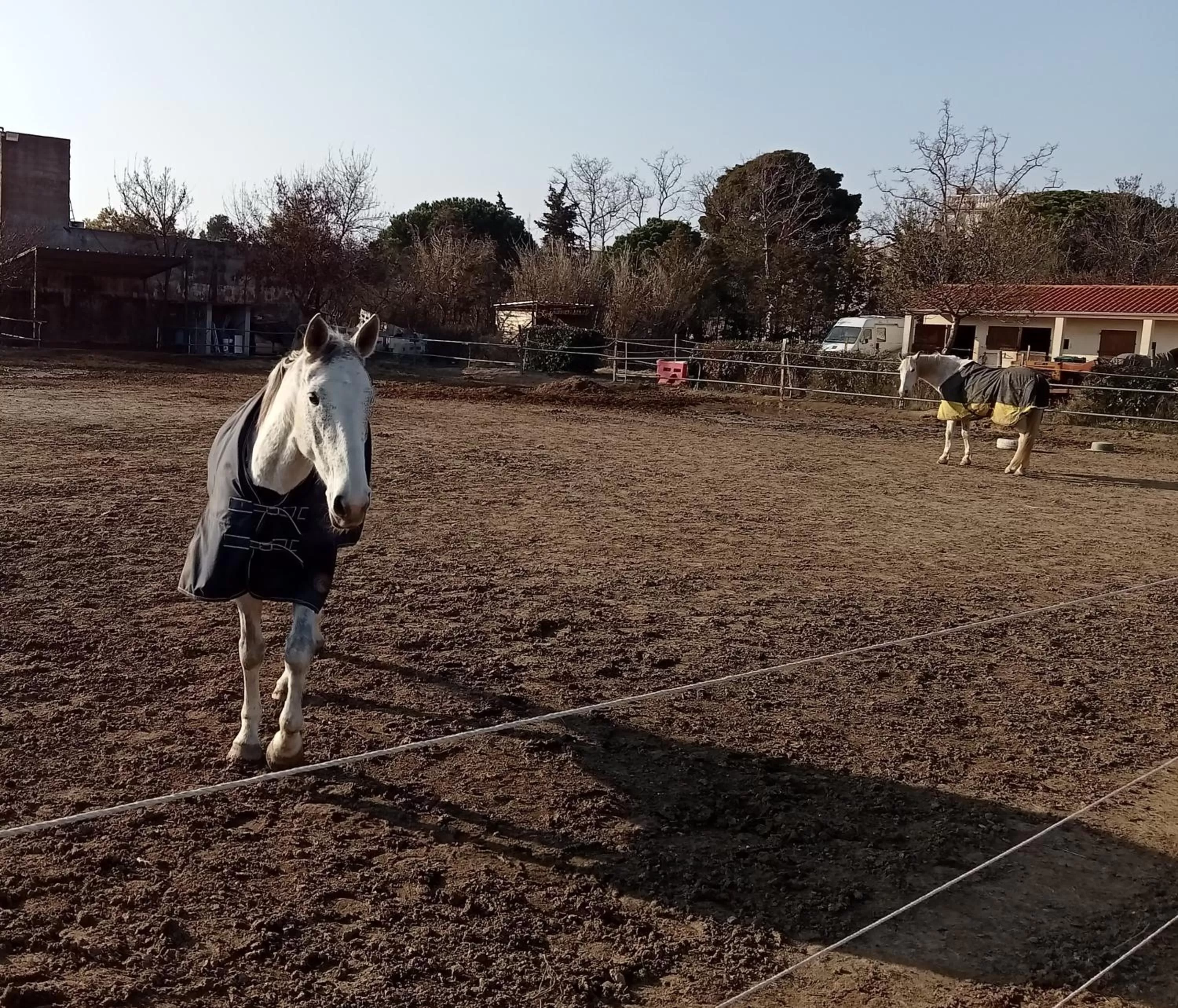 Horse-riding in Mas Palegry côté jardin