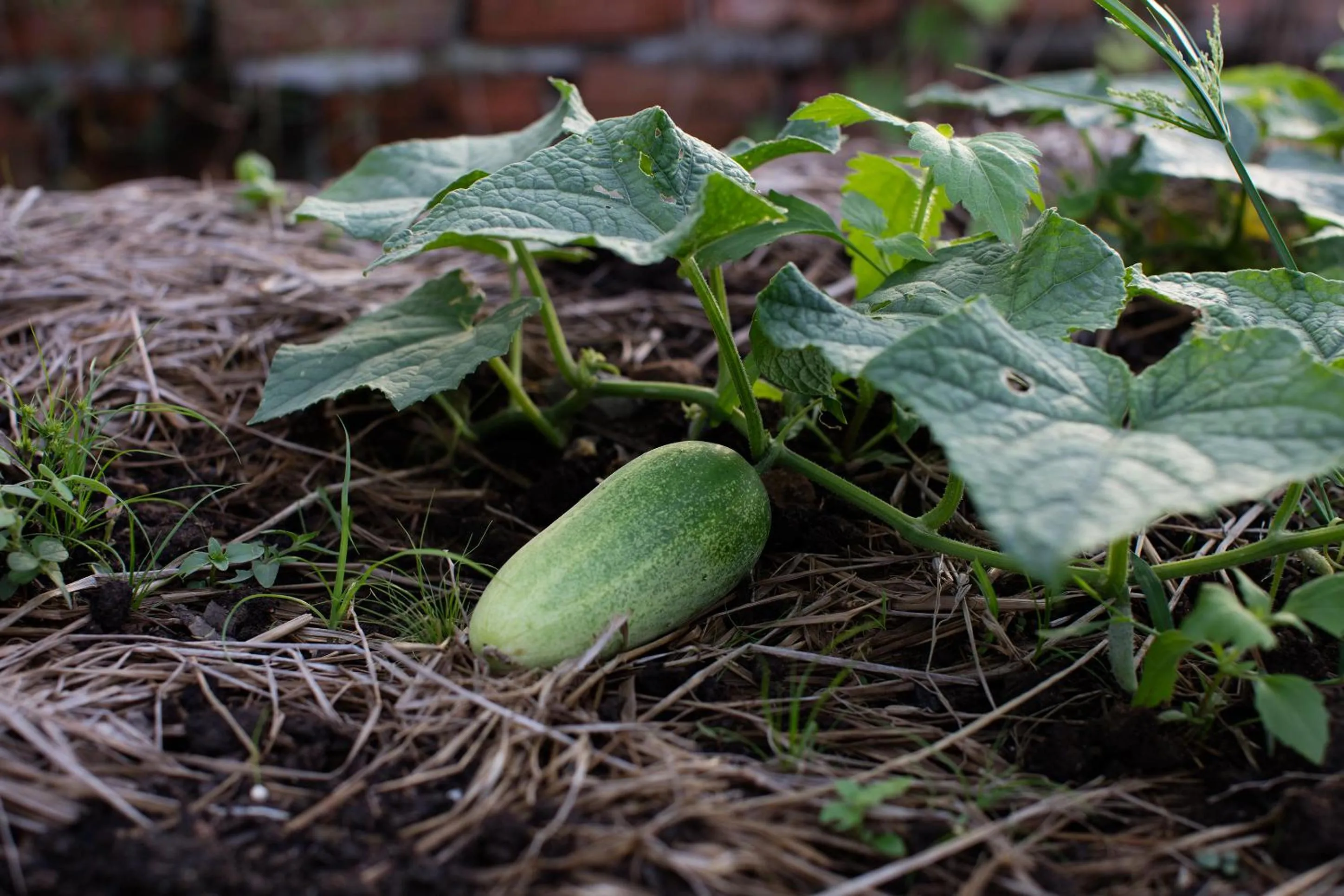 Garden in Angkor Rendezvous