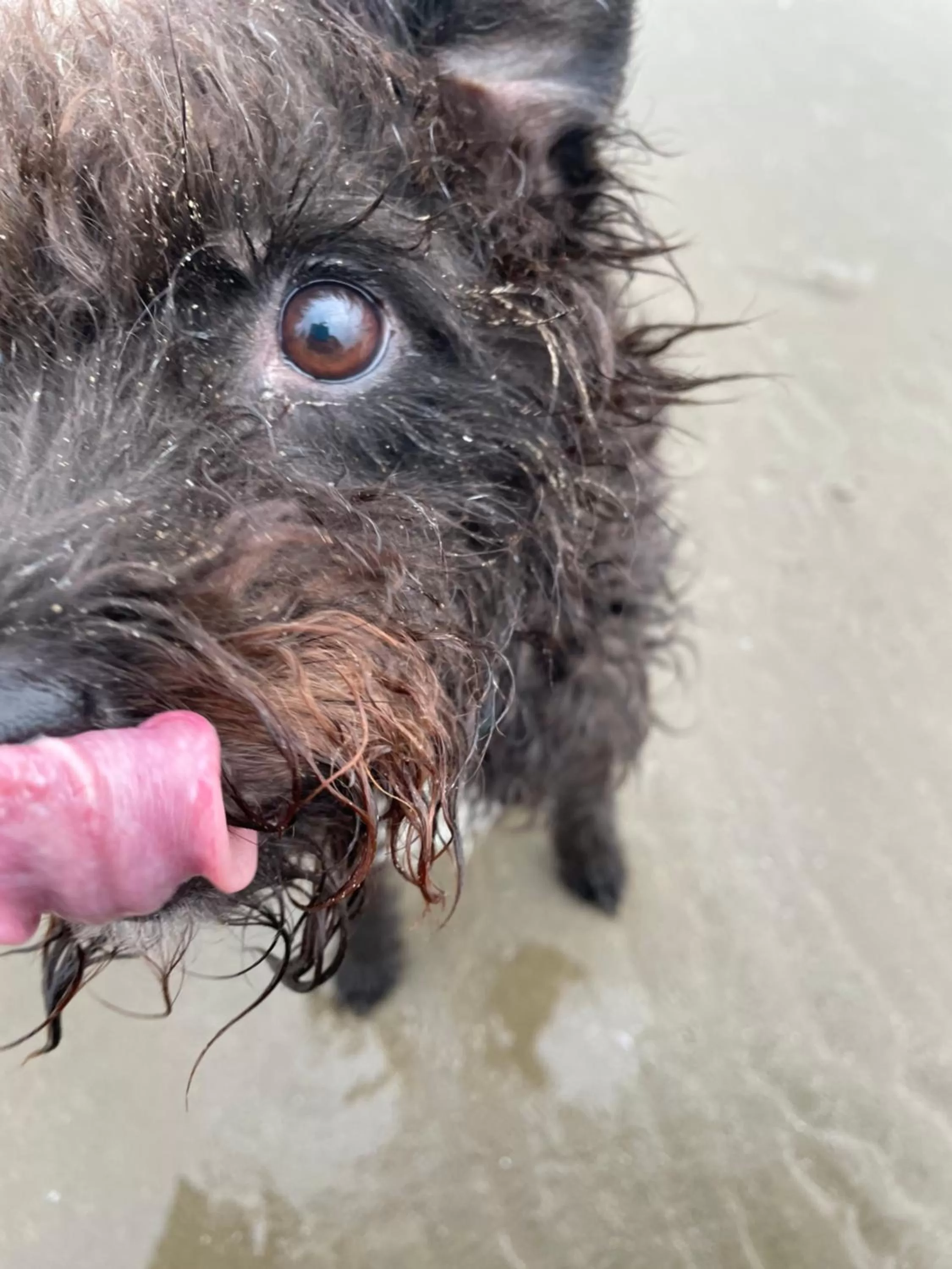 Pets, Other Animals in Efail Y Garn