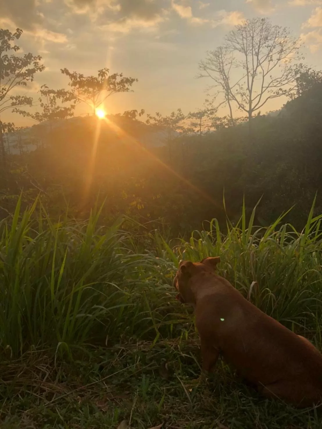 Khao Sok Hill Top Resort