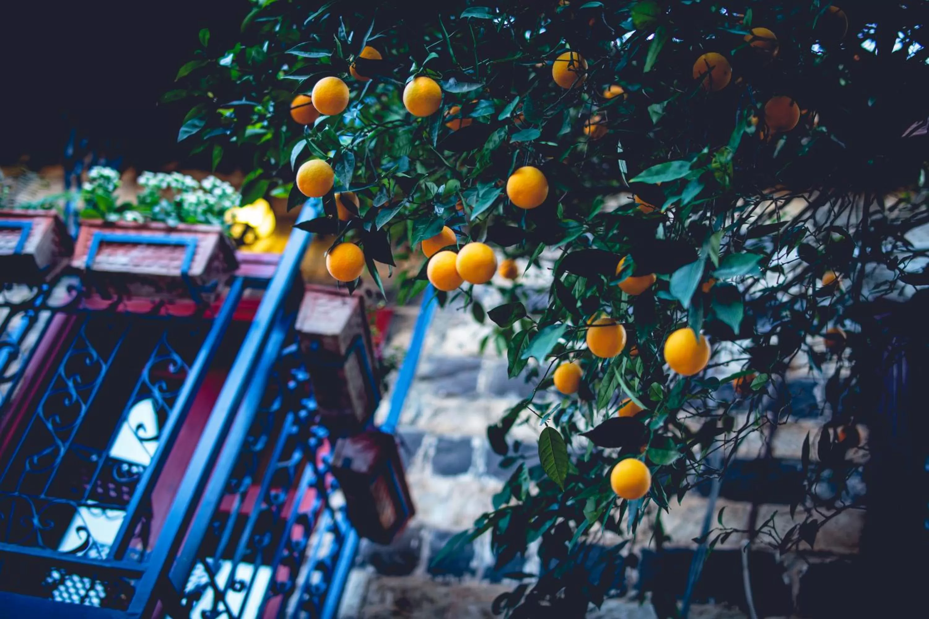 Property building in וילה תהילה המחודש - The new Villa Tehila