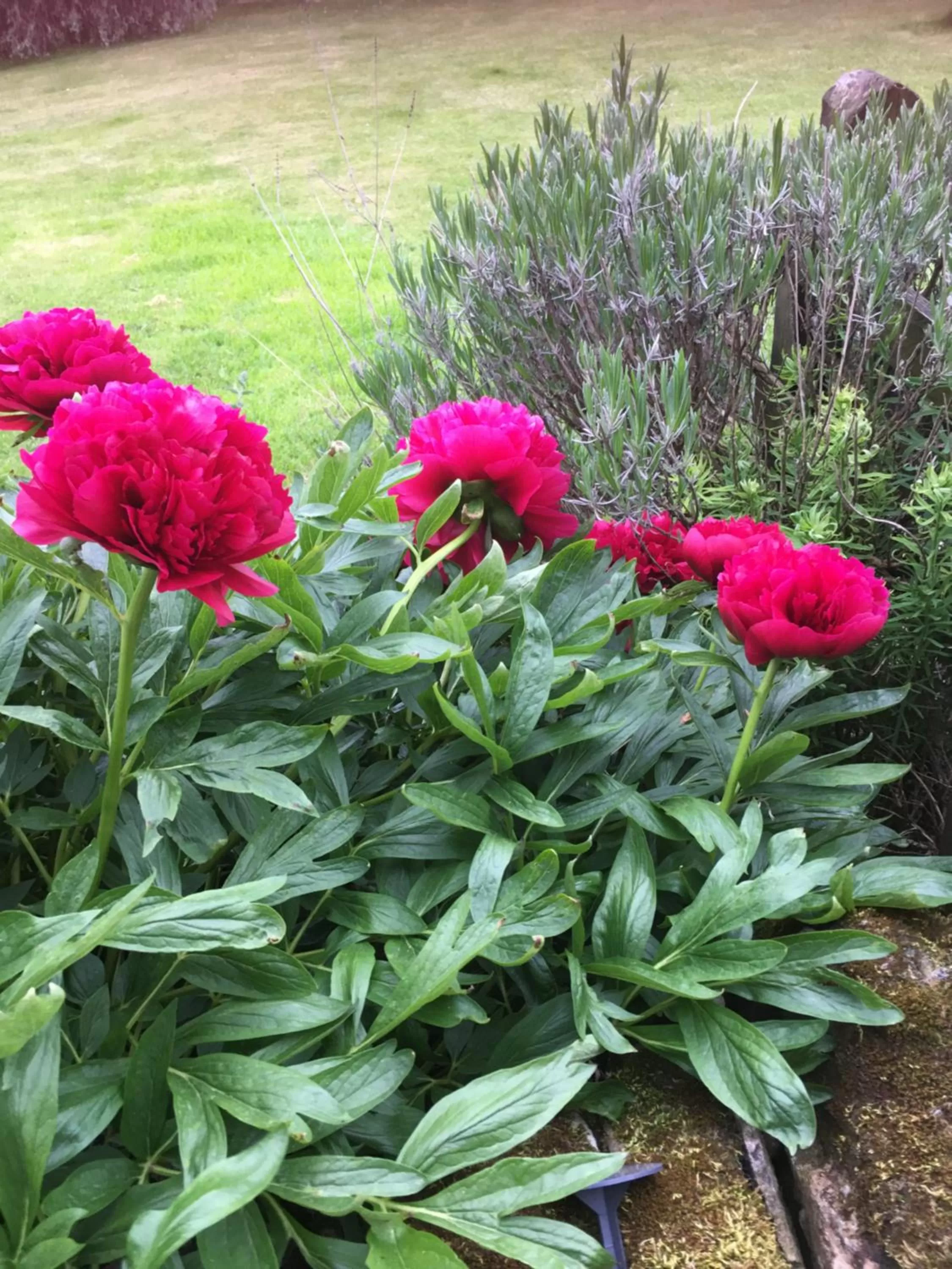 Other Animals in Oscar Park Farm