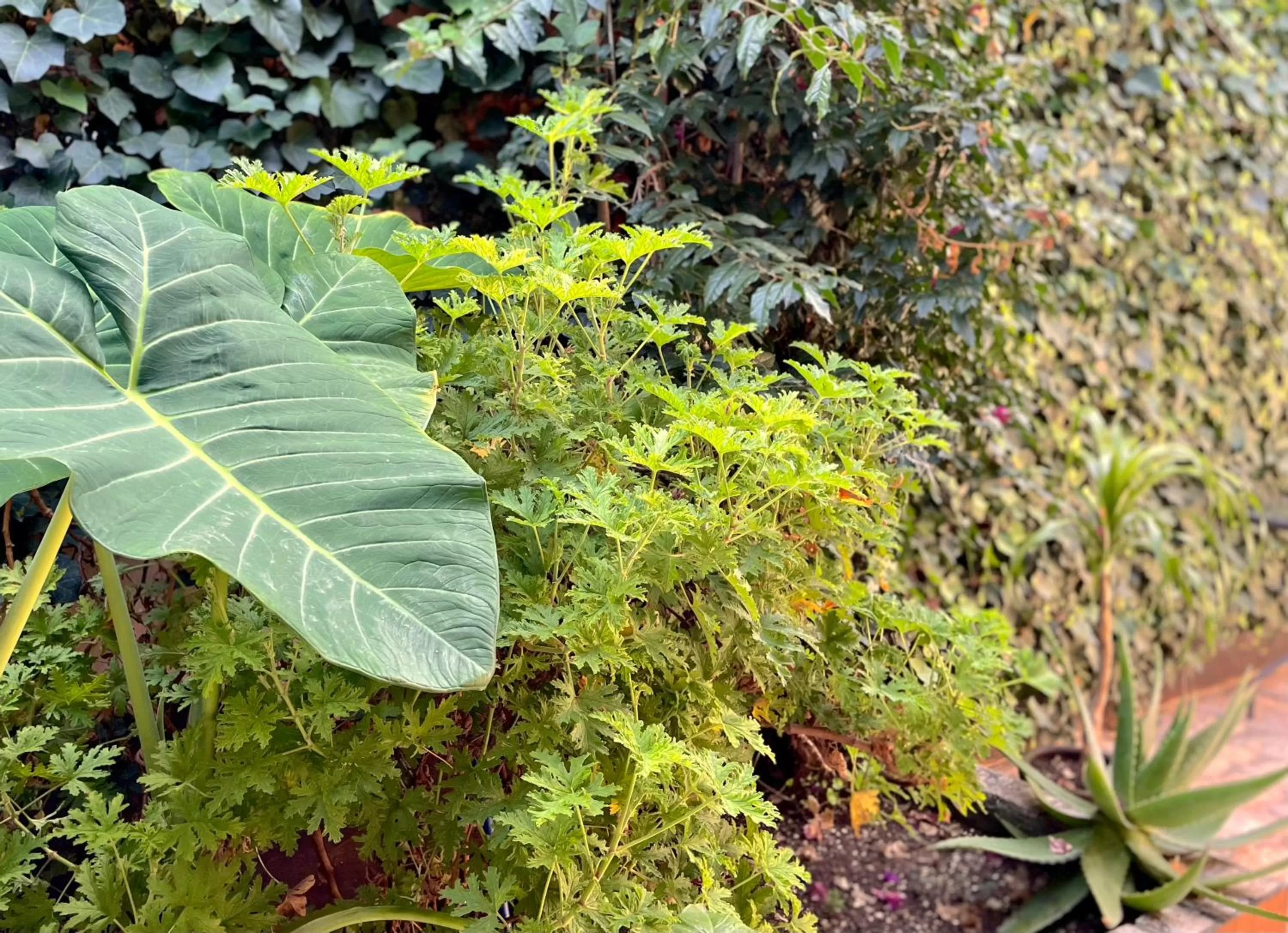 Garden in Hotel Casa Azabache