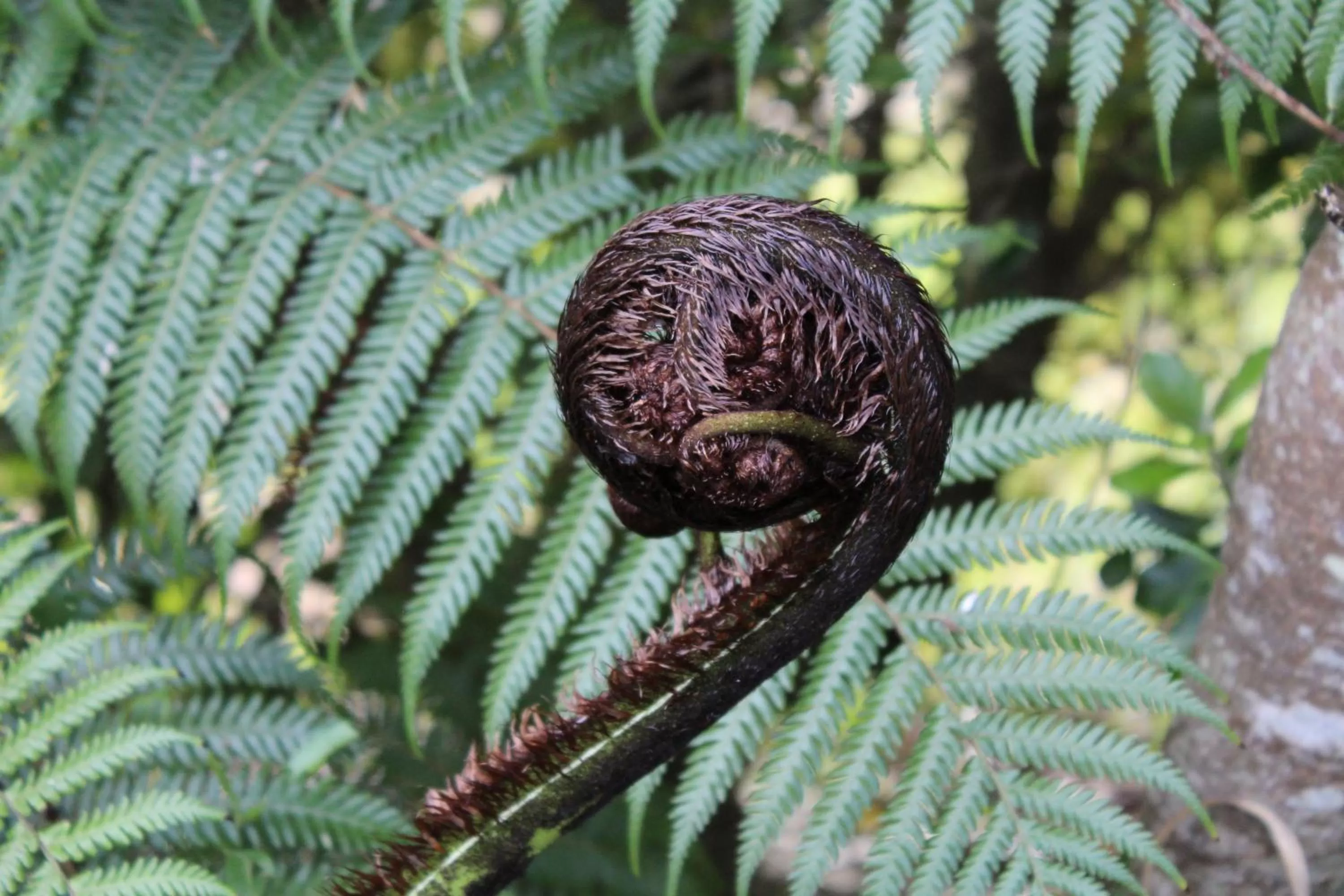 Other, Other Animals in Arohanui Rural Retreat B&B