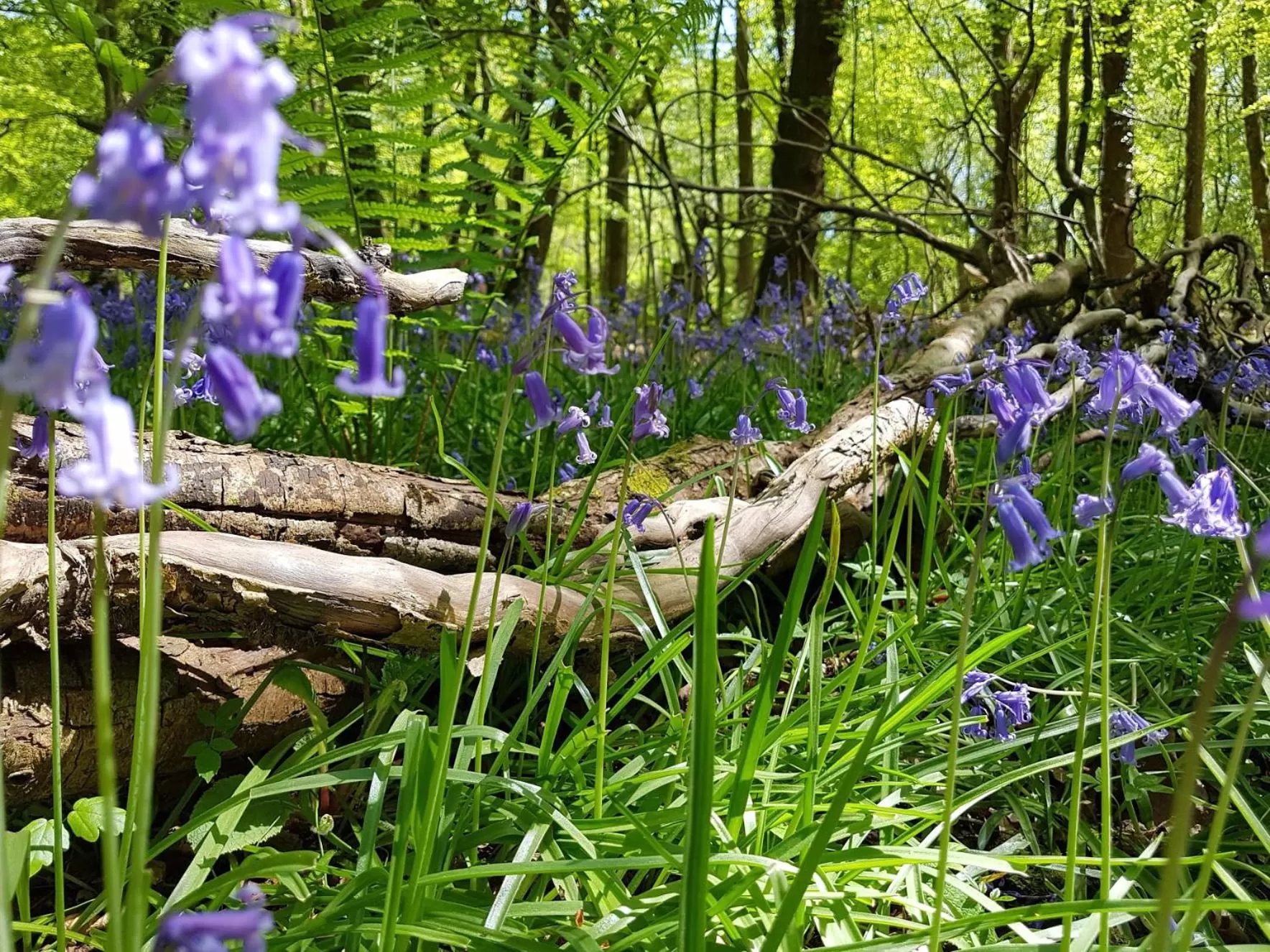 Natural landscape in Wildwood B&B