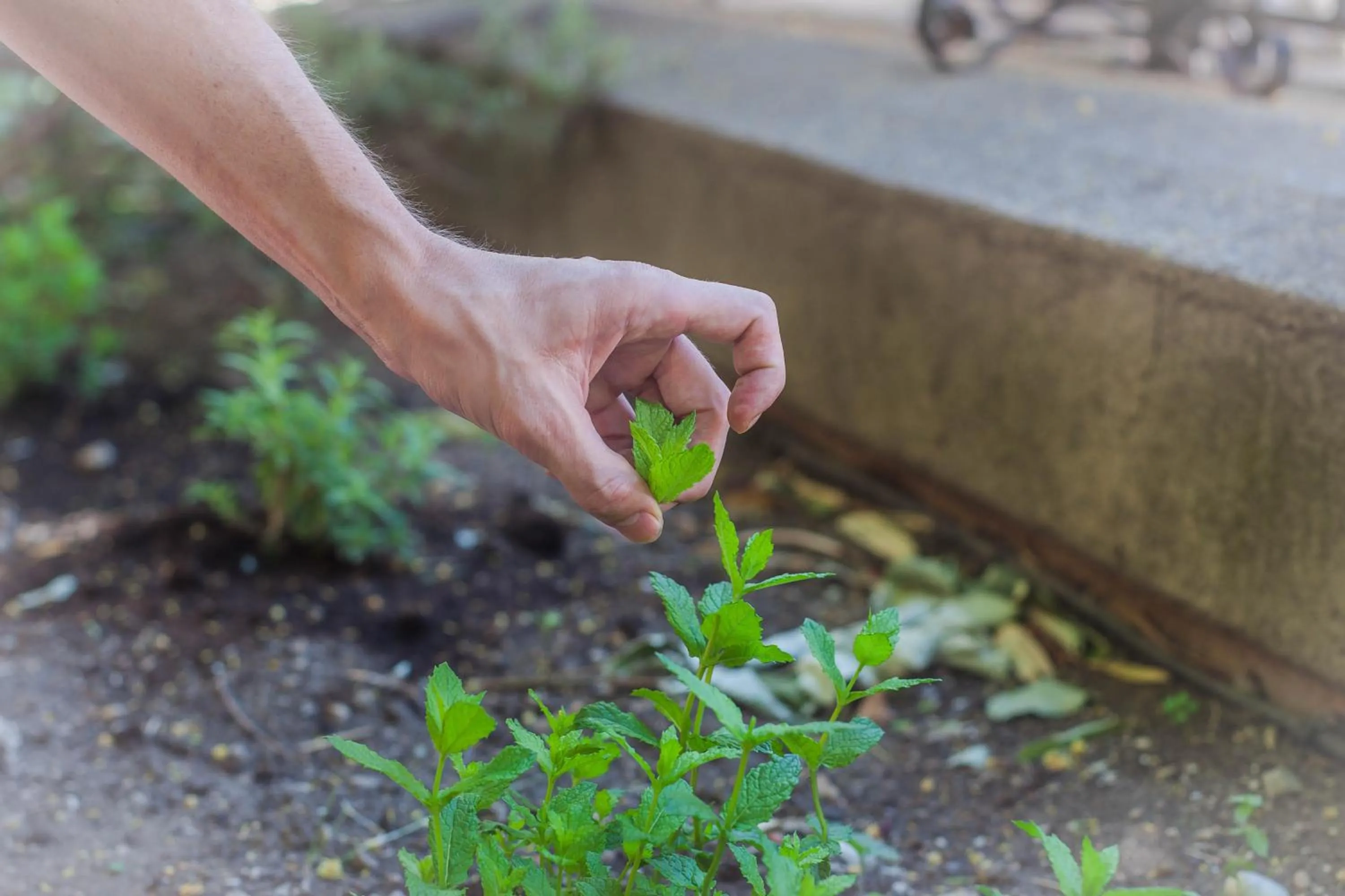 Garden view in Logis Hôtel Restaurant Résidence