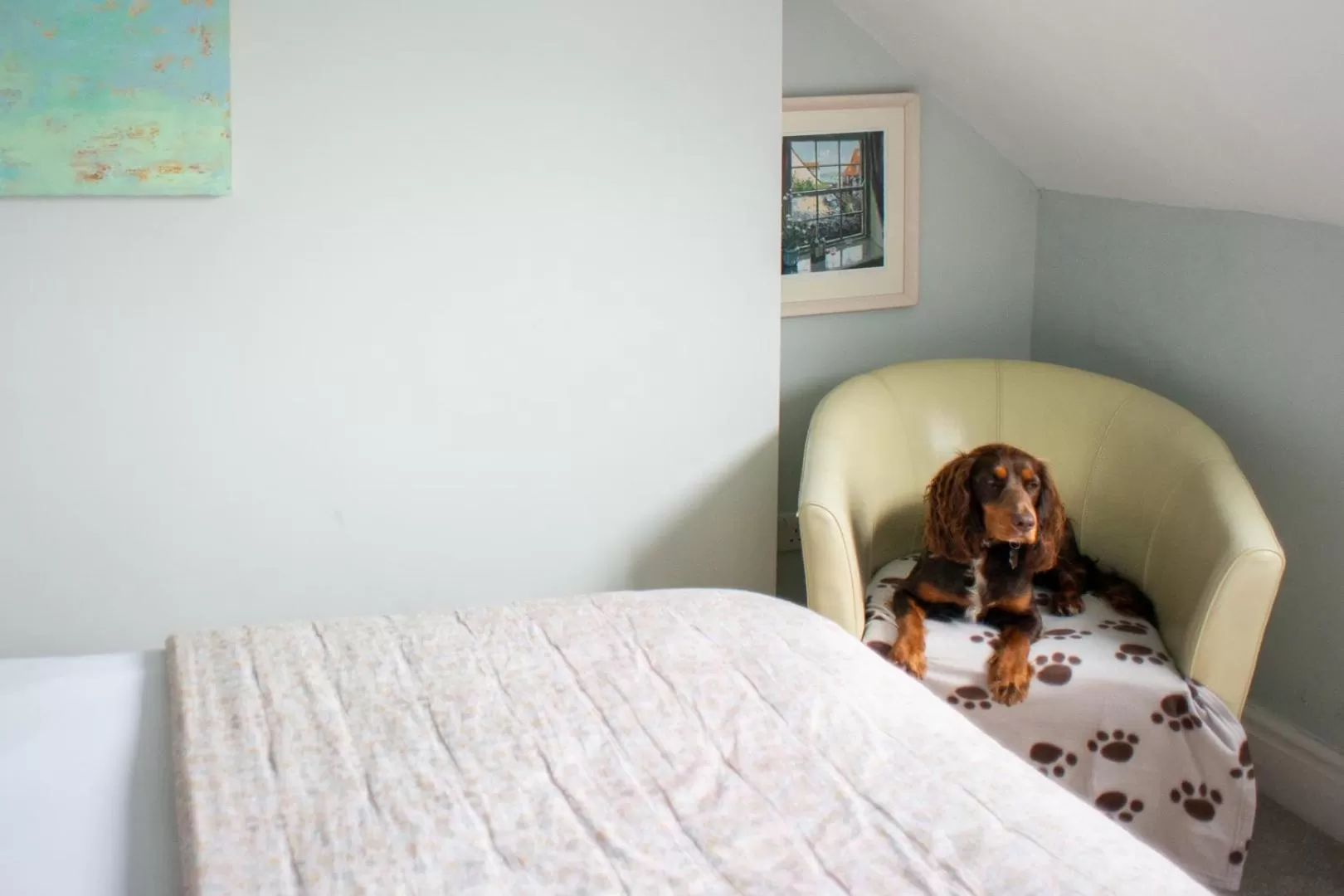 Pets, Bed in The Mount B&B