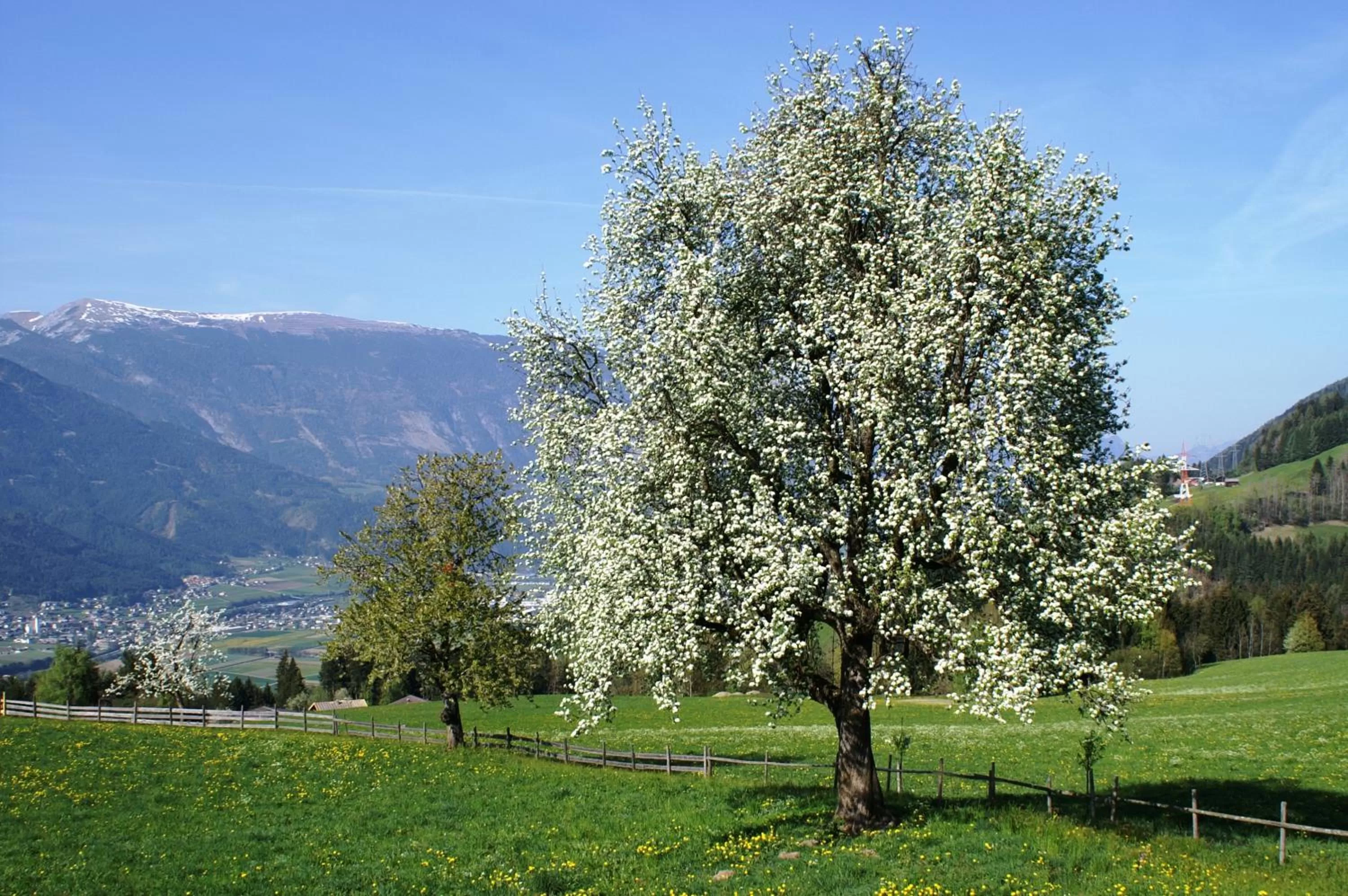 Area and facilities in Hotel Garni Regina