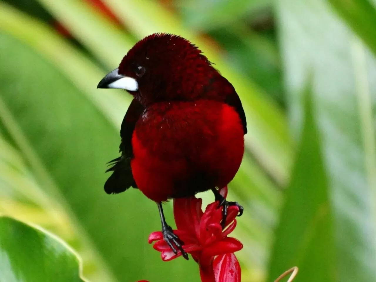 Activities, Other Animals in Posada Turística Rocas De Cabo Marzo