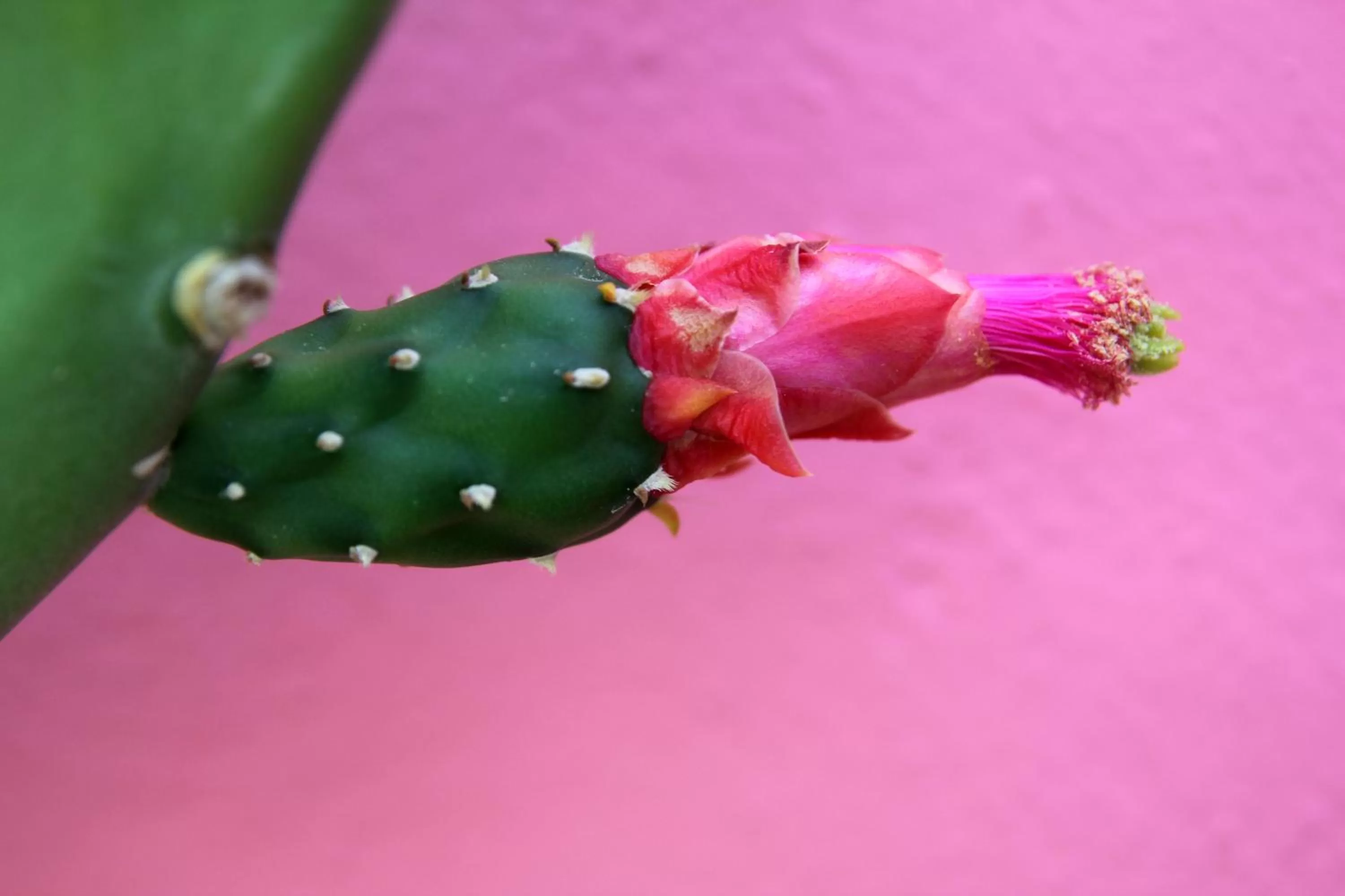 Other Animals in La Pantera Negra