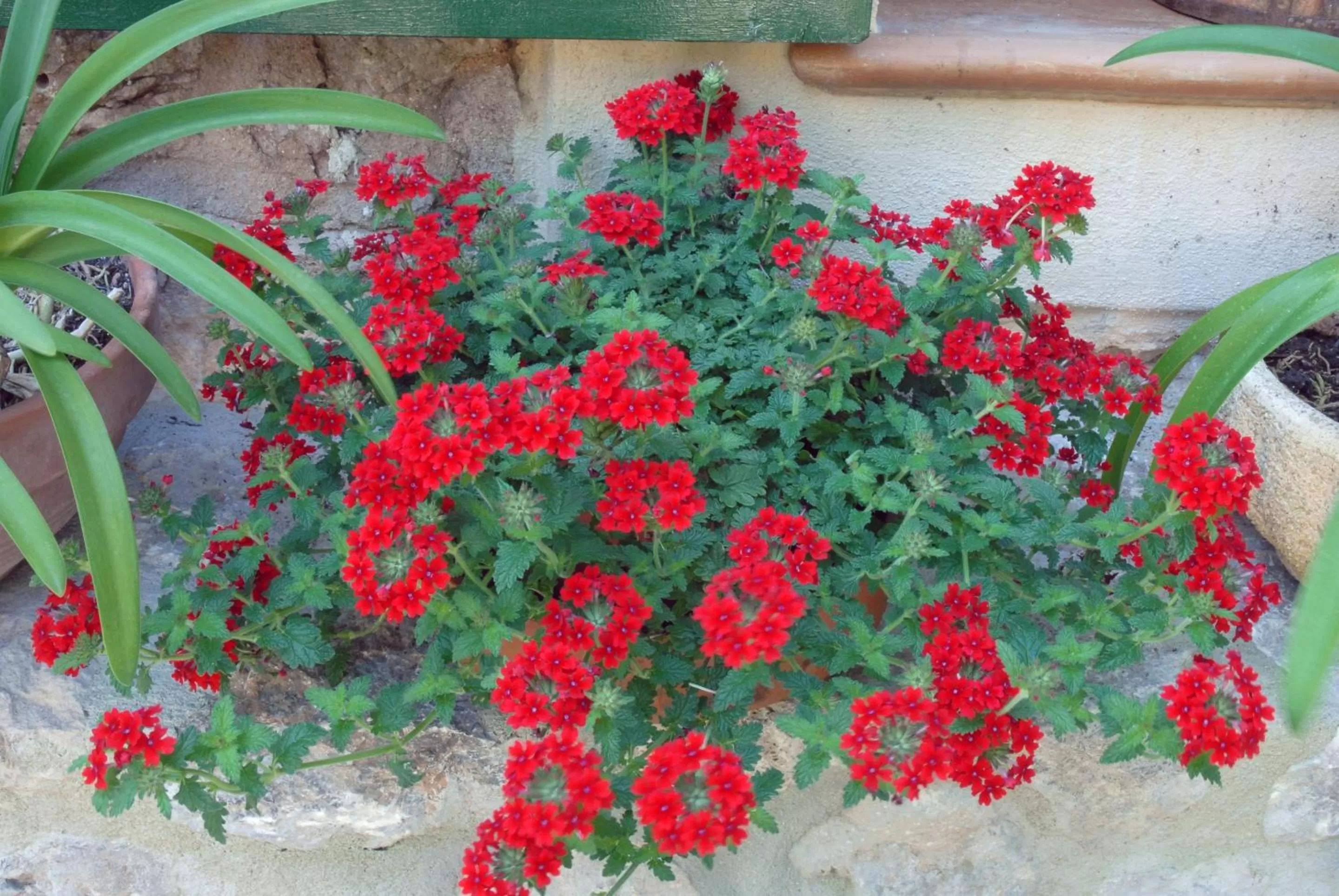 Spring in Sa Vall Valldemossa