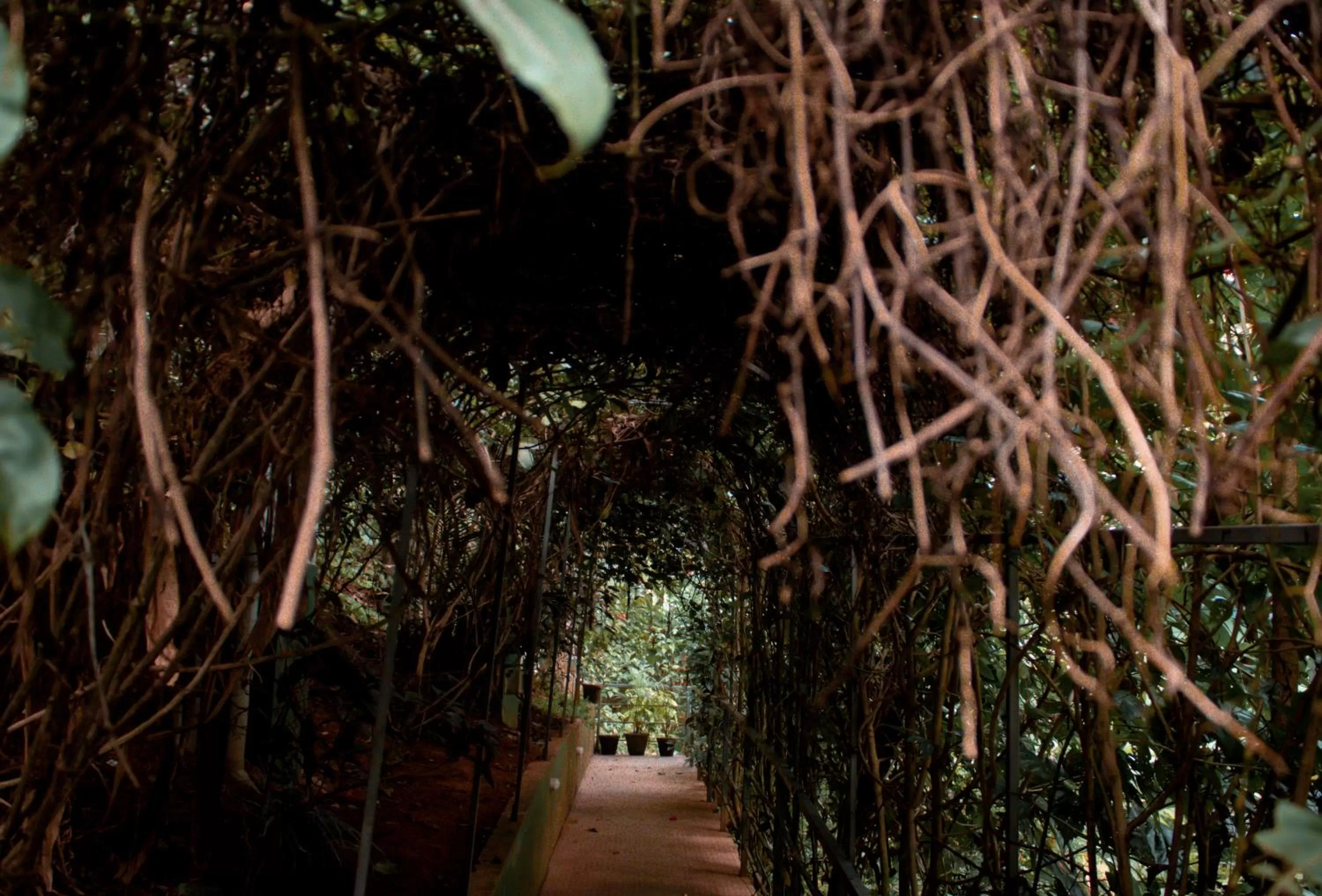 Patio in Edens Munnar