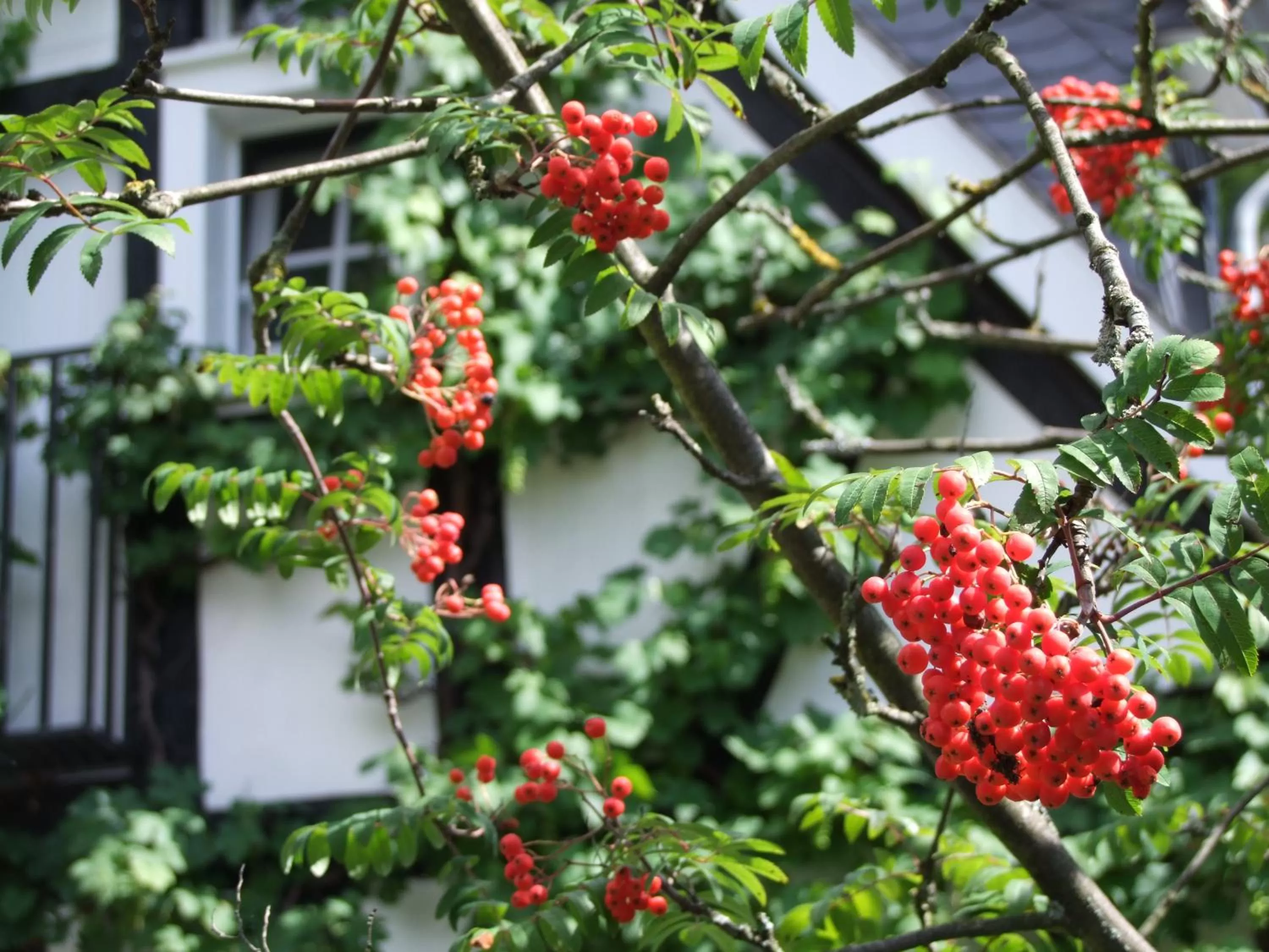 Garden in Malerwinkel Hotel