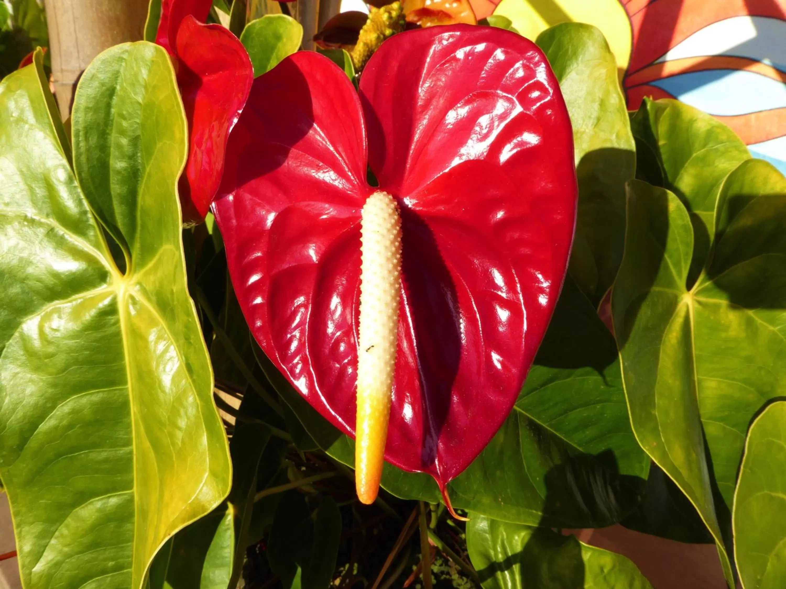 Garden in Finca El Cielo