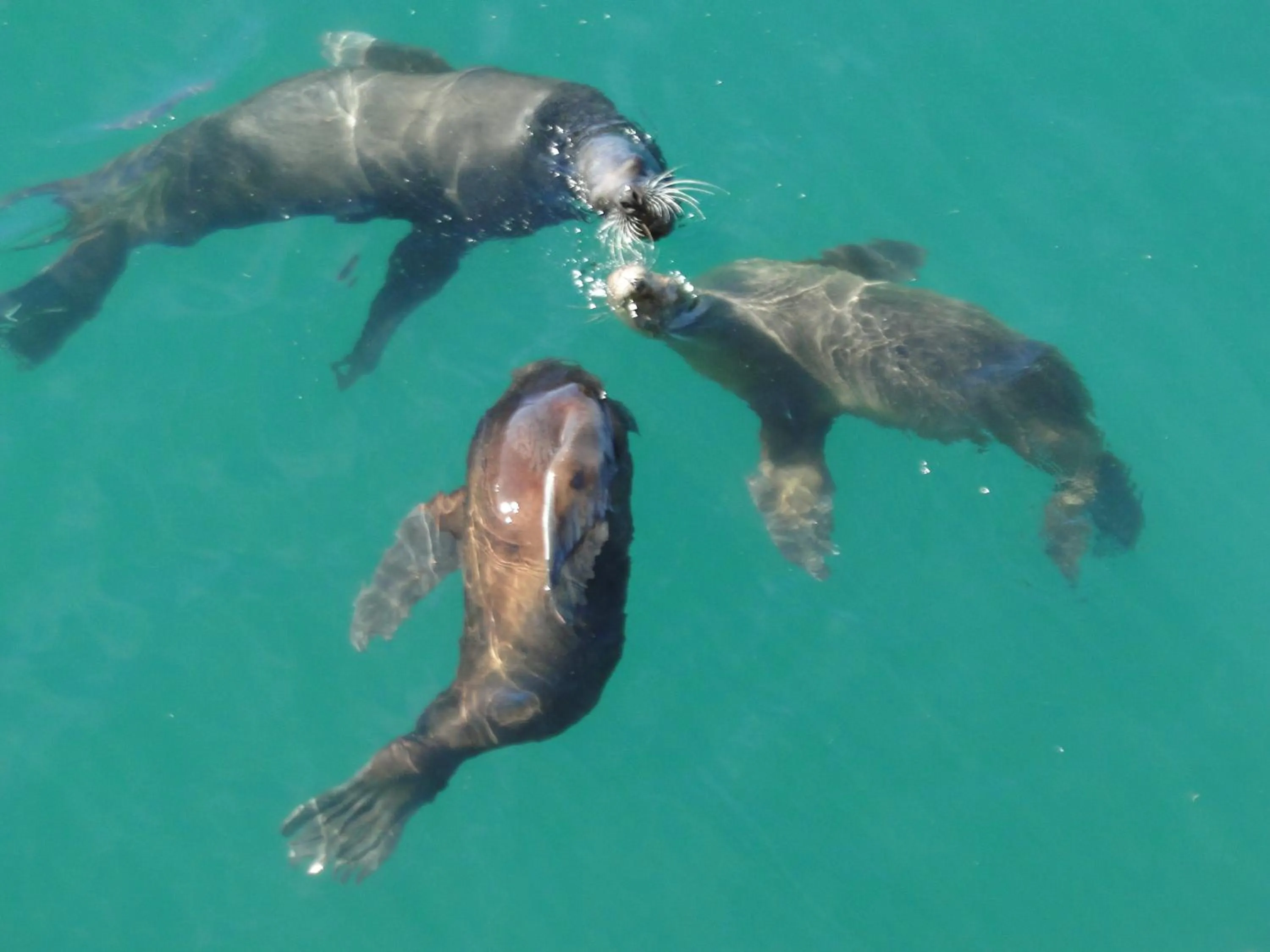 Activities, Snorkeling/Diving in Hotel Rayentray Trelew