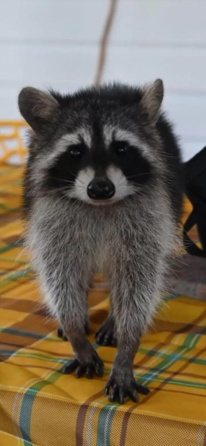 Pets in Les Gîtes de la Lézarde