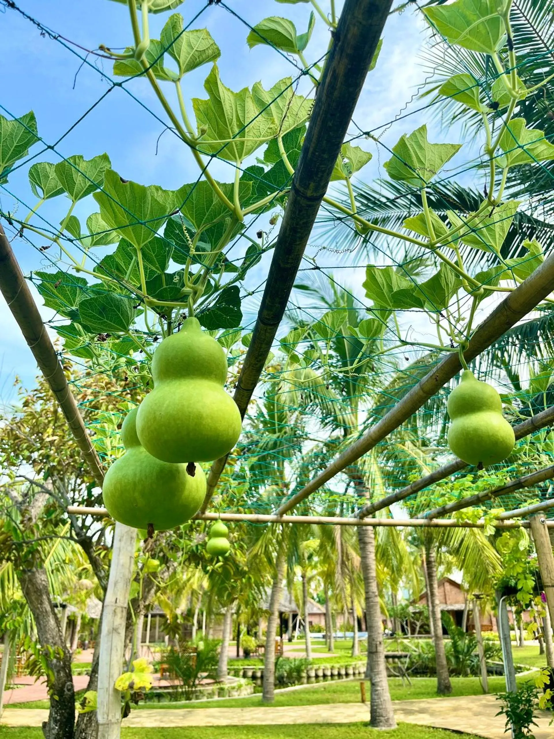 Garden in ENSO Retreat Hoi An - Rediscovery & Serenity