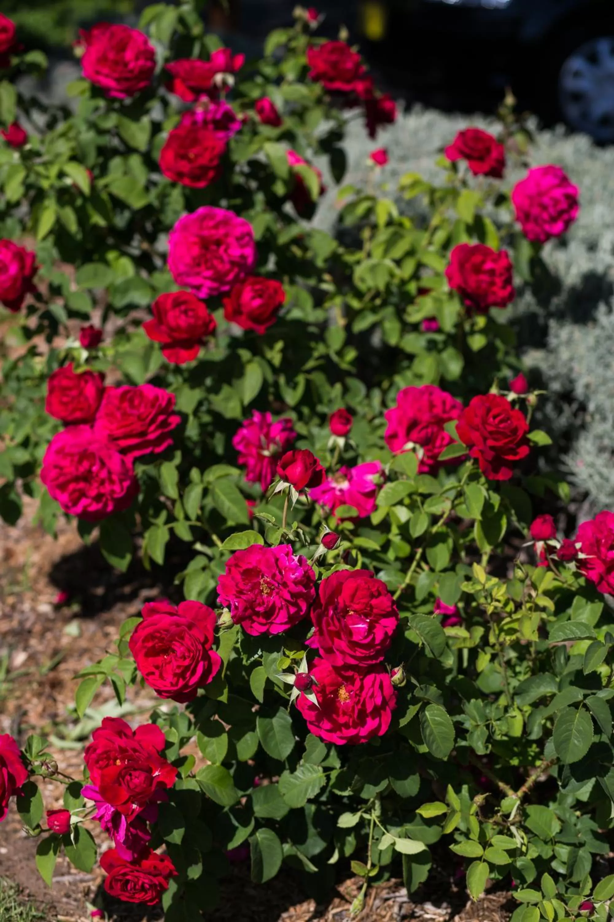 Garden in Willows Motel