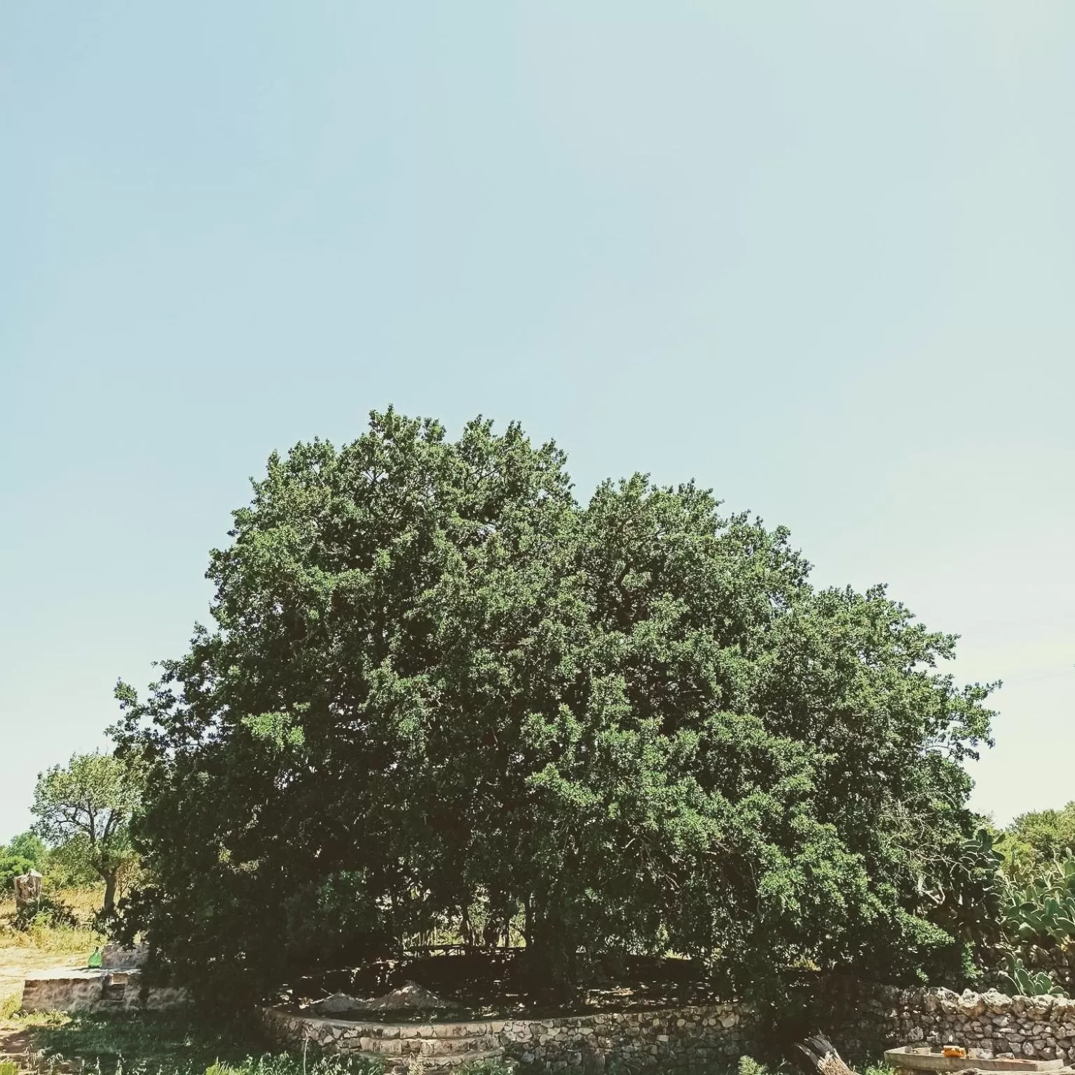 Garden in Masseria LoJazzo