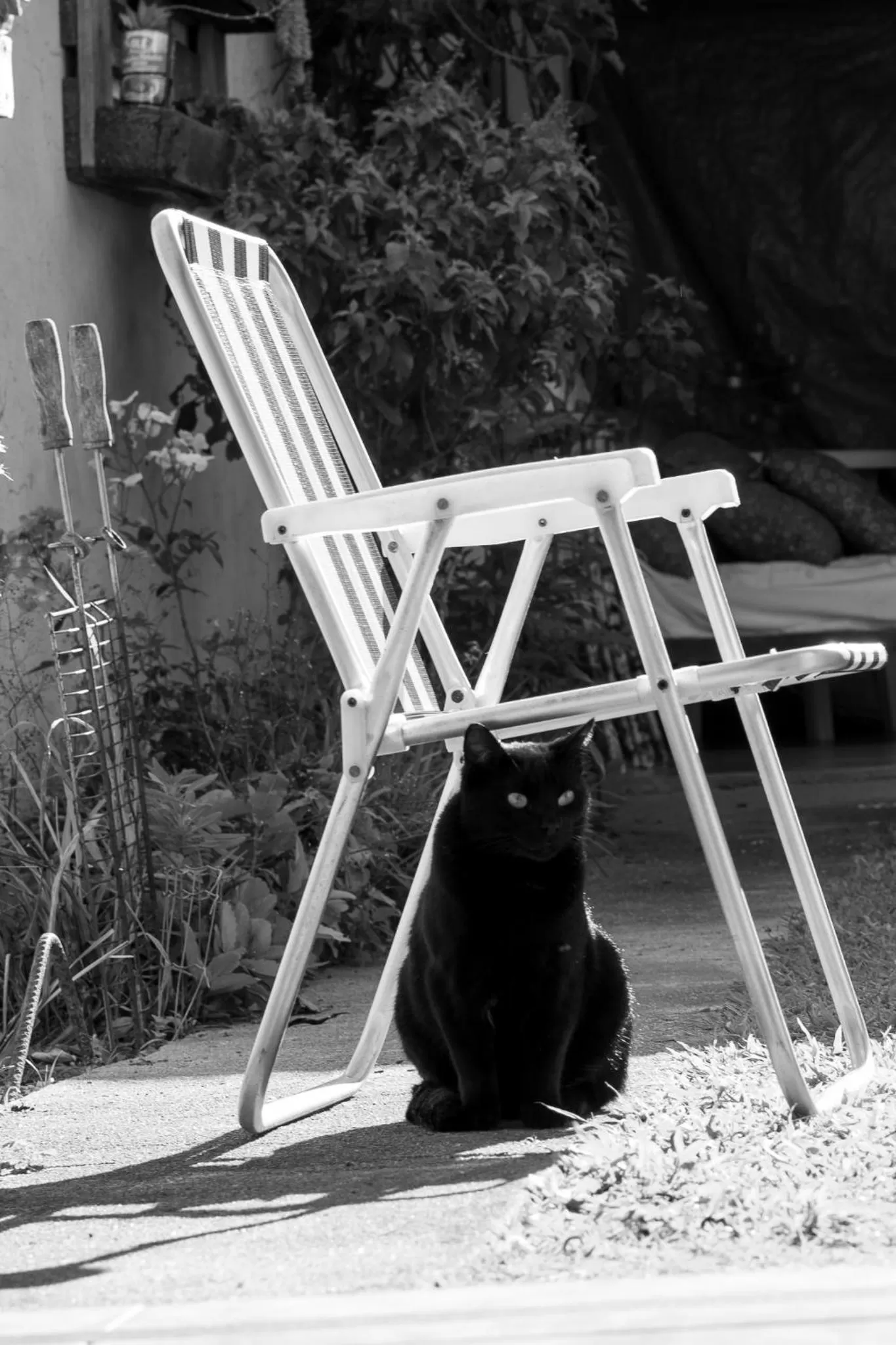 Pets in Casa dos Açores Cama e Café