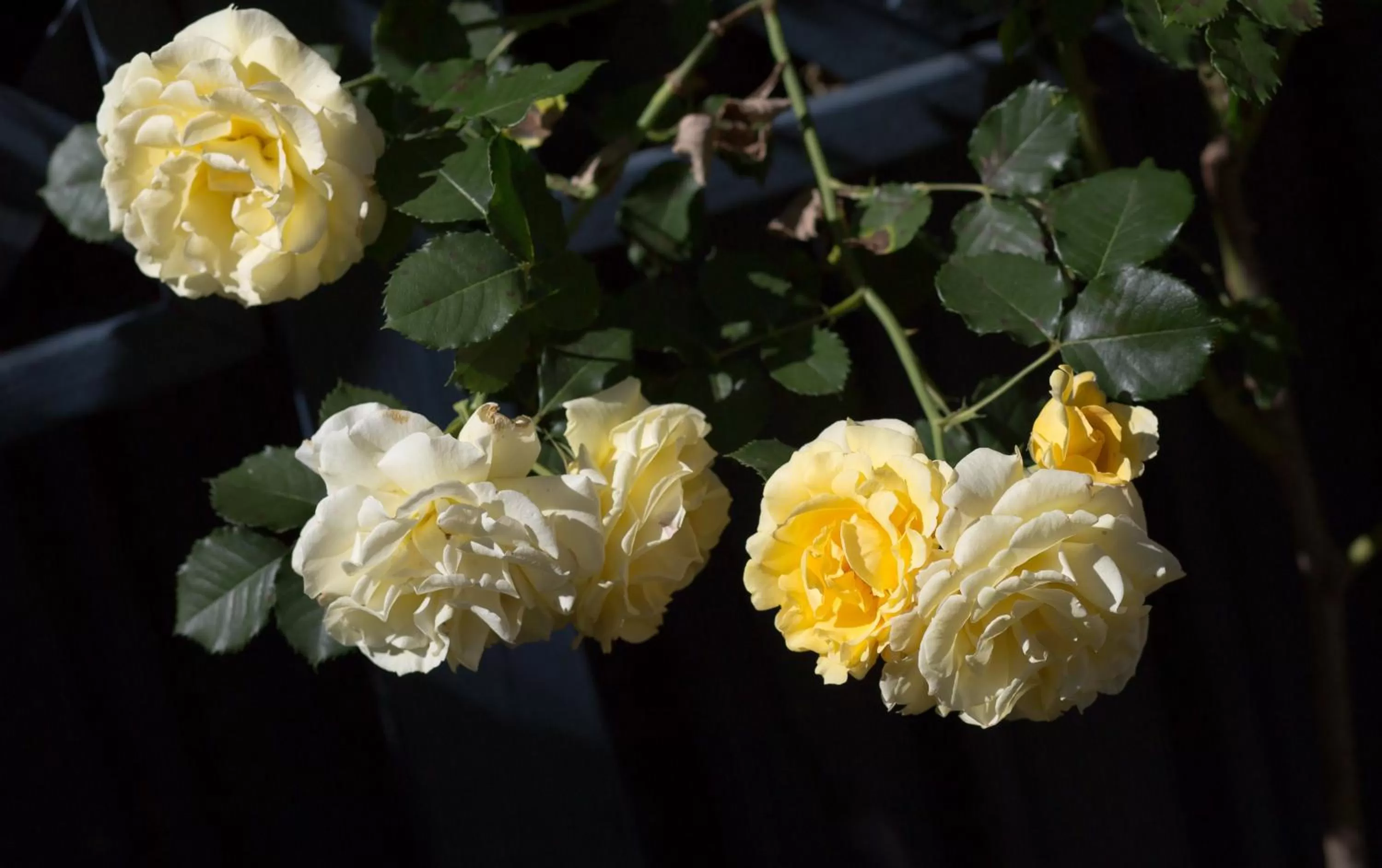 Garden in Willows Motel