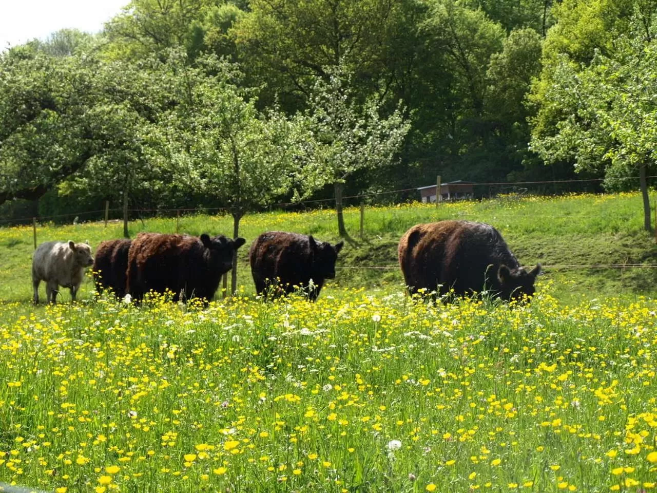 Area and facilities in Beim Rinderwirt