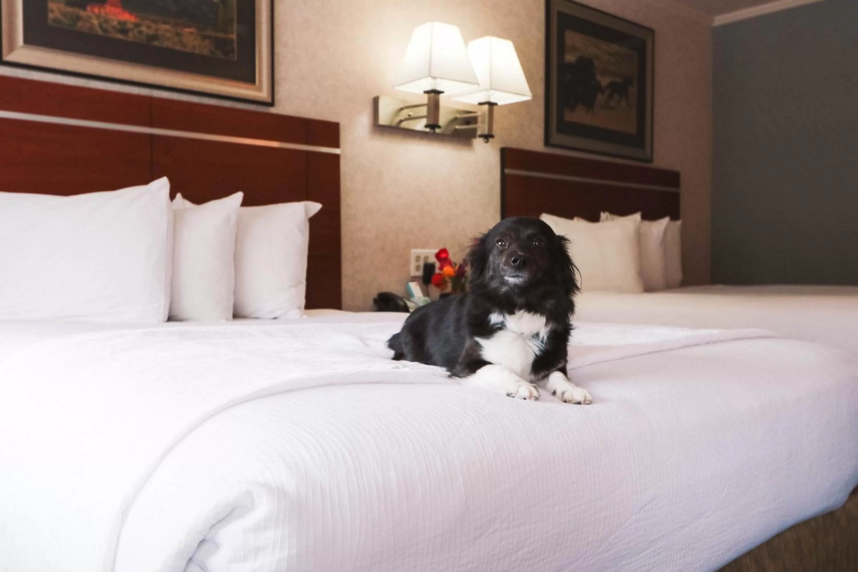 Pets, Bed in Brandin' Iron Inn