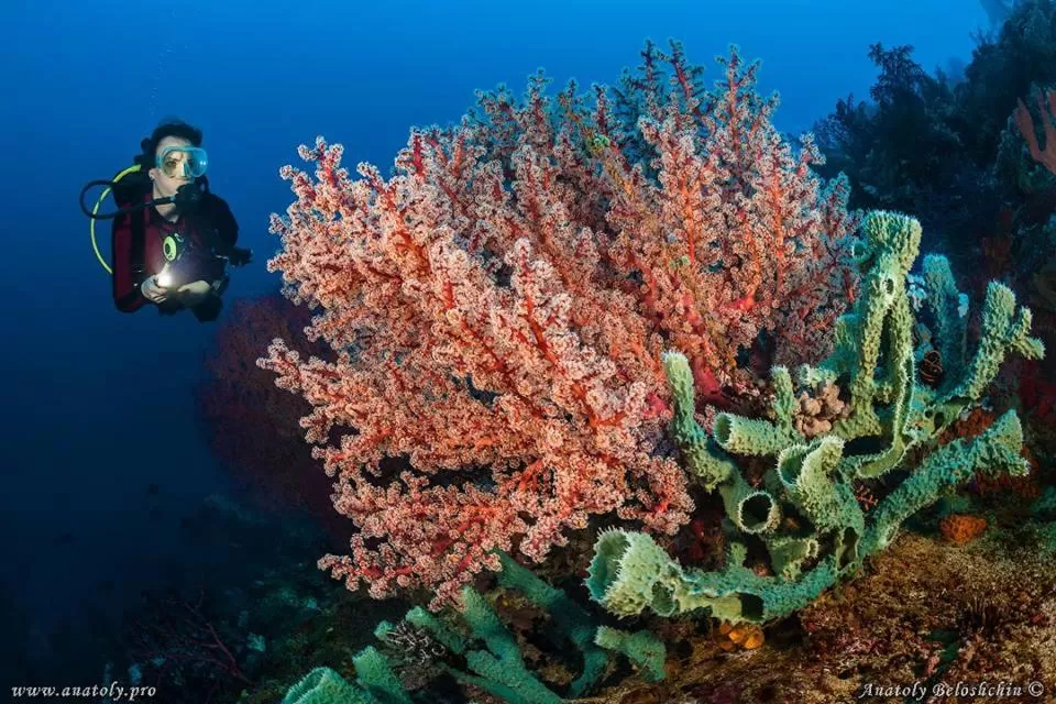 Diving in Punta Bulata White Beach Resort & Spa