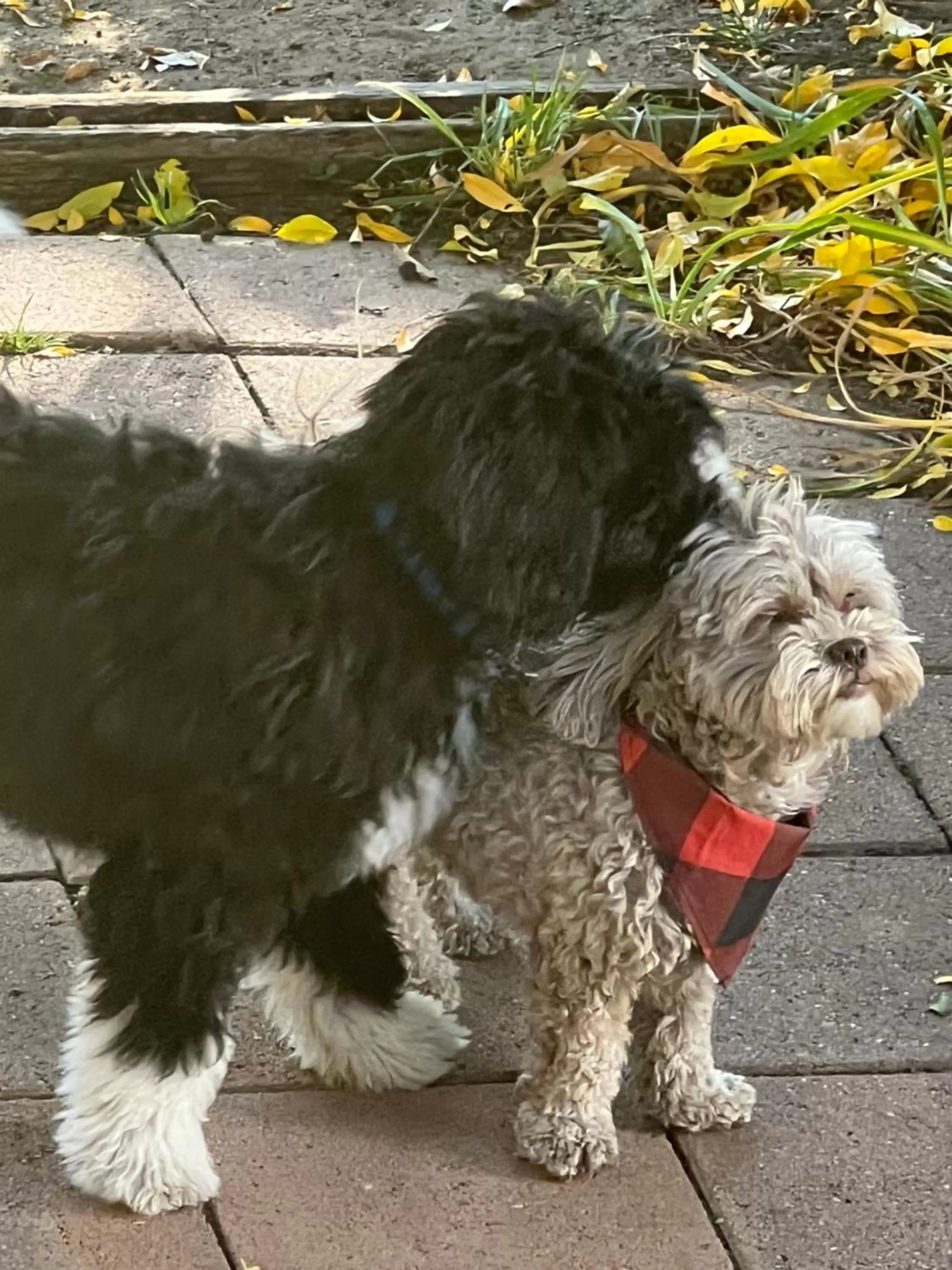 Garden in Heart's Desire Inn