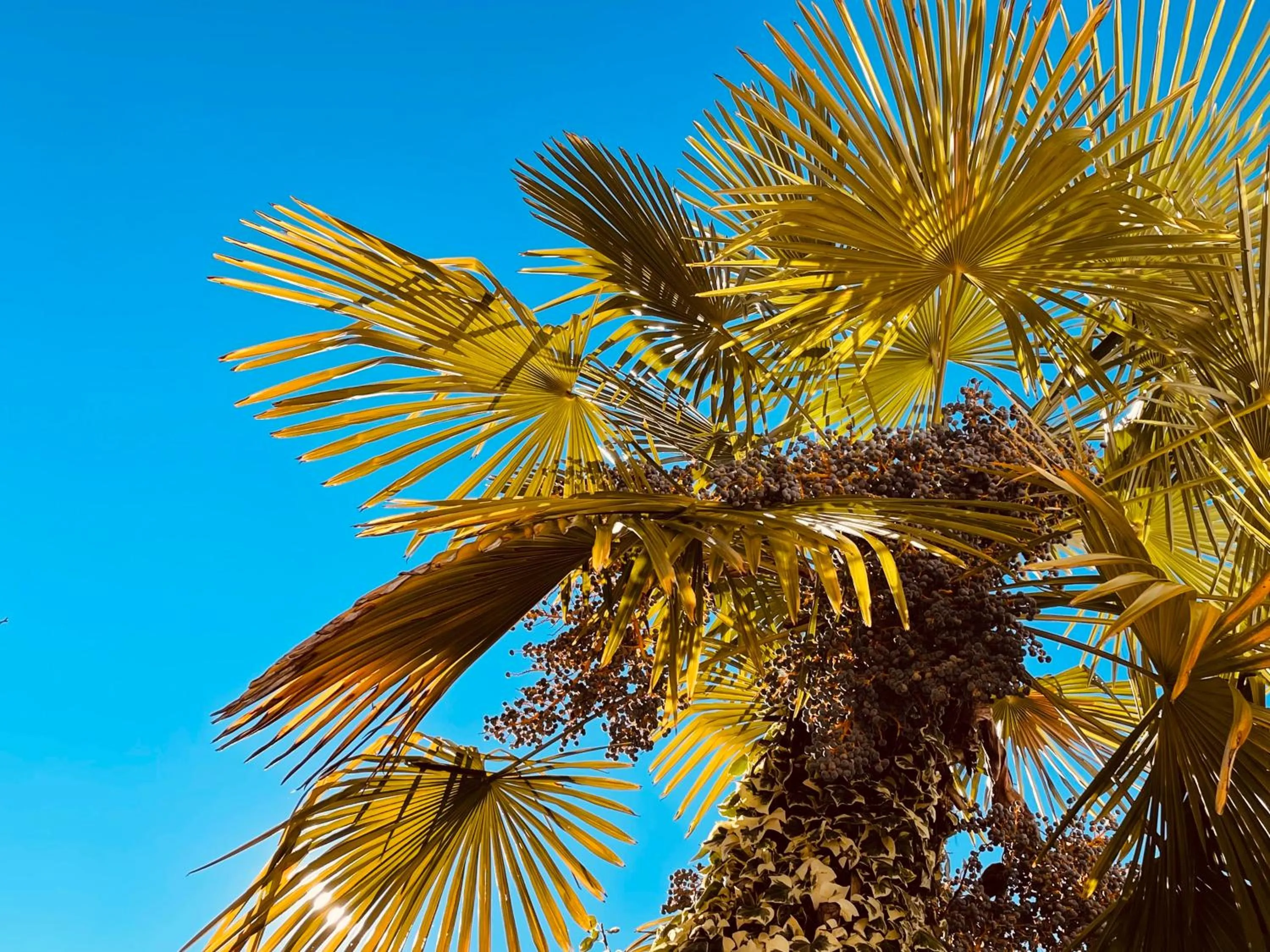 Balcony/Terrace in Hotel Santacroce Meeting