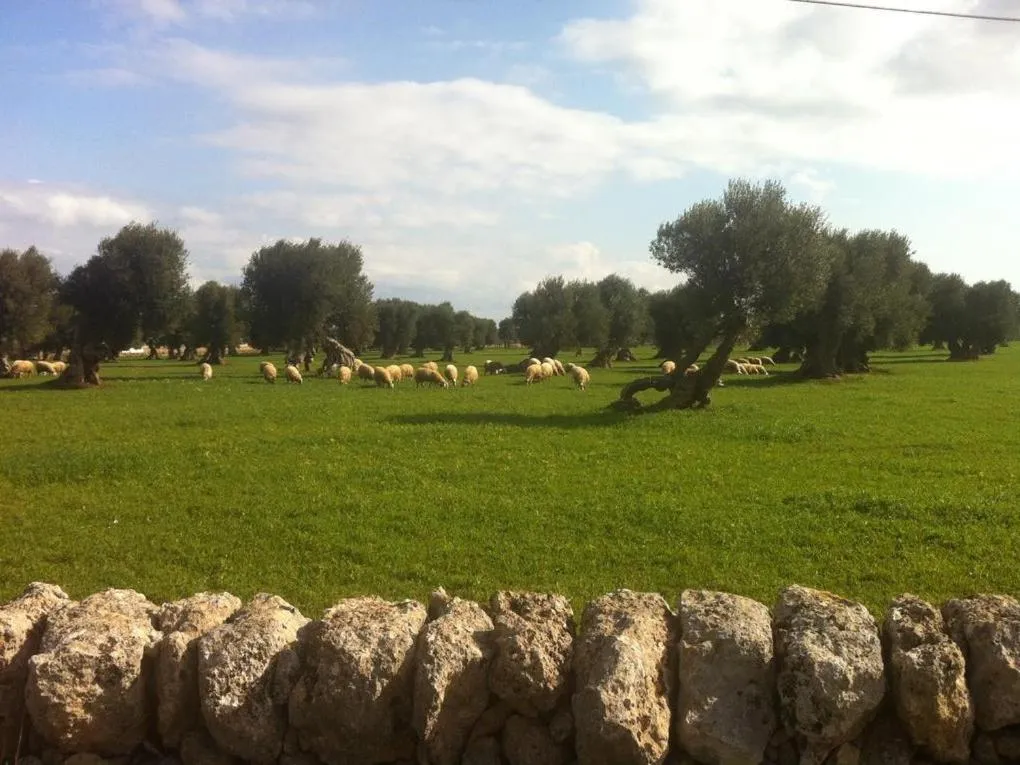 Property building in Masseria Pelosella B&B