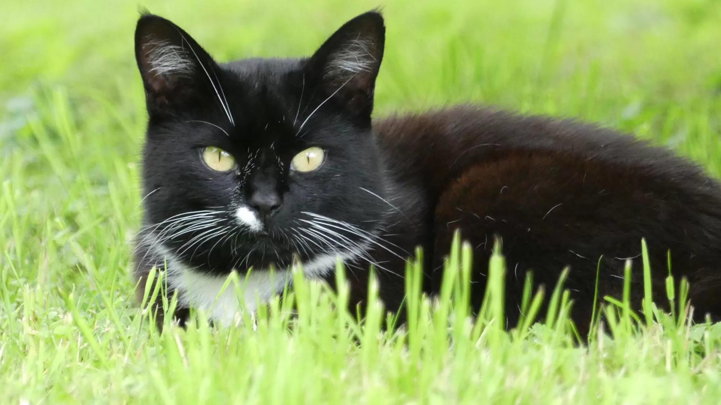 Animals in Higher Trenear Farm B&B