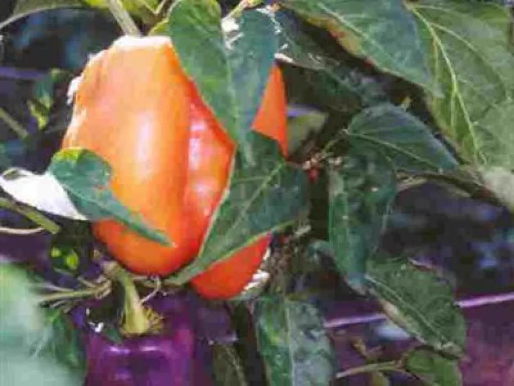 Other in Backyard Garden Oasis