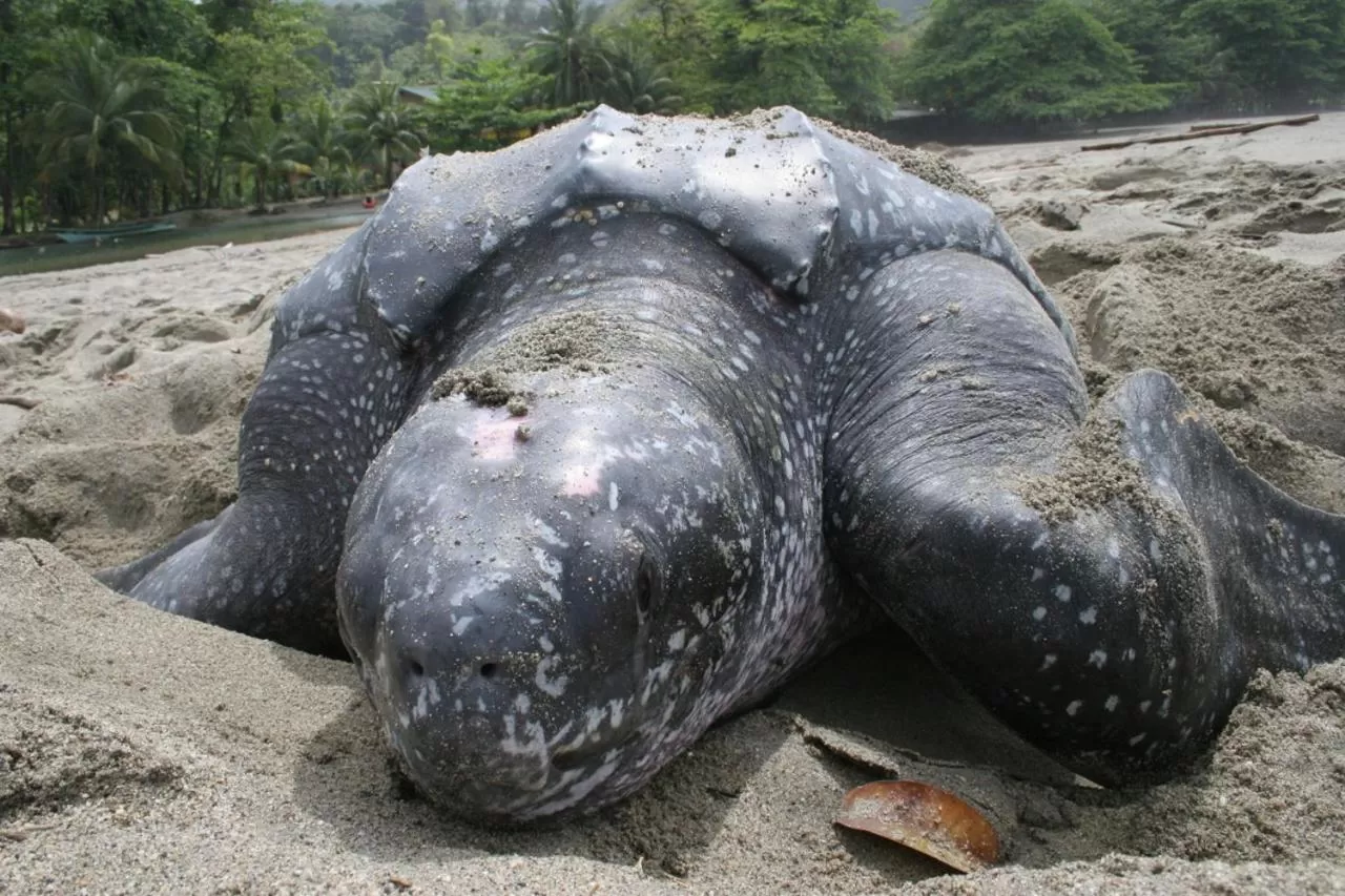 Other, Other Animals in Acajou Hotel