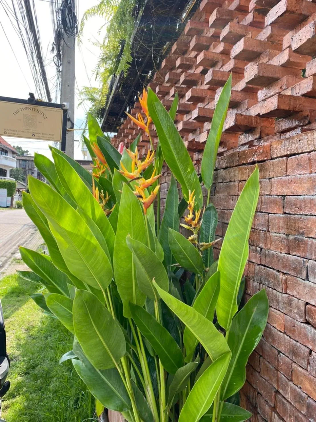 Garden in The Twenty Lodge